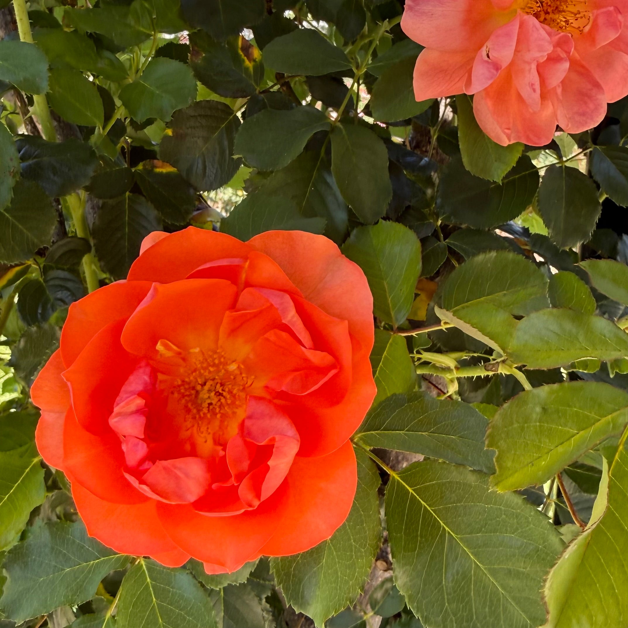 Above All™ Bare Root Climbing Rose Bush