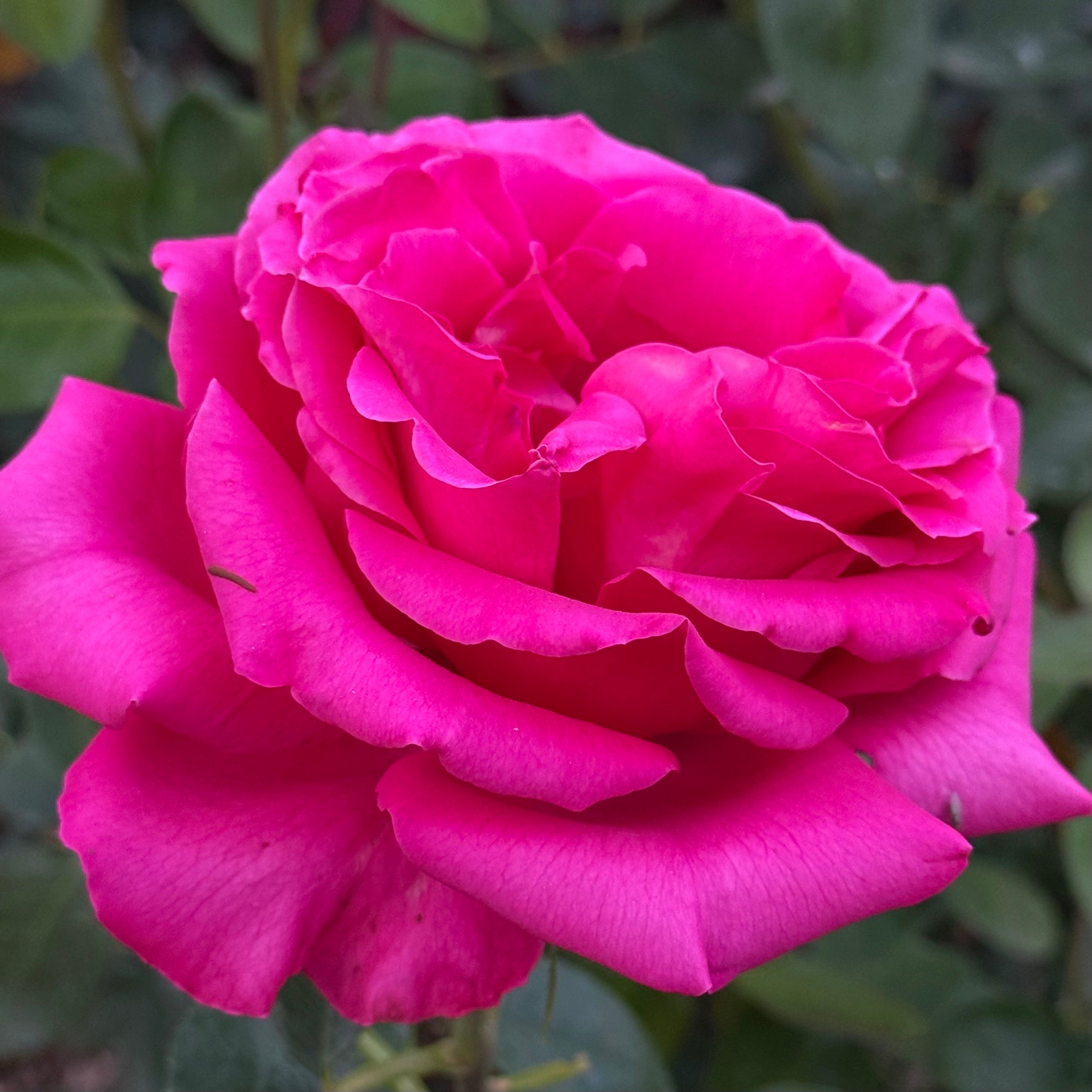 Voluptuous! Potted Rose Bush