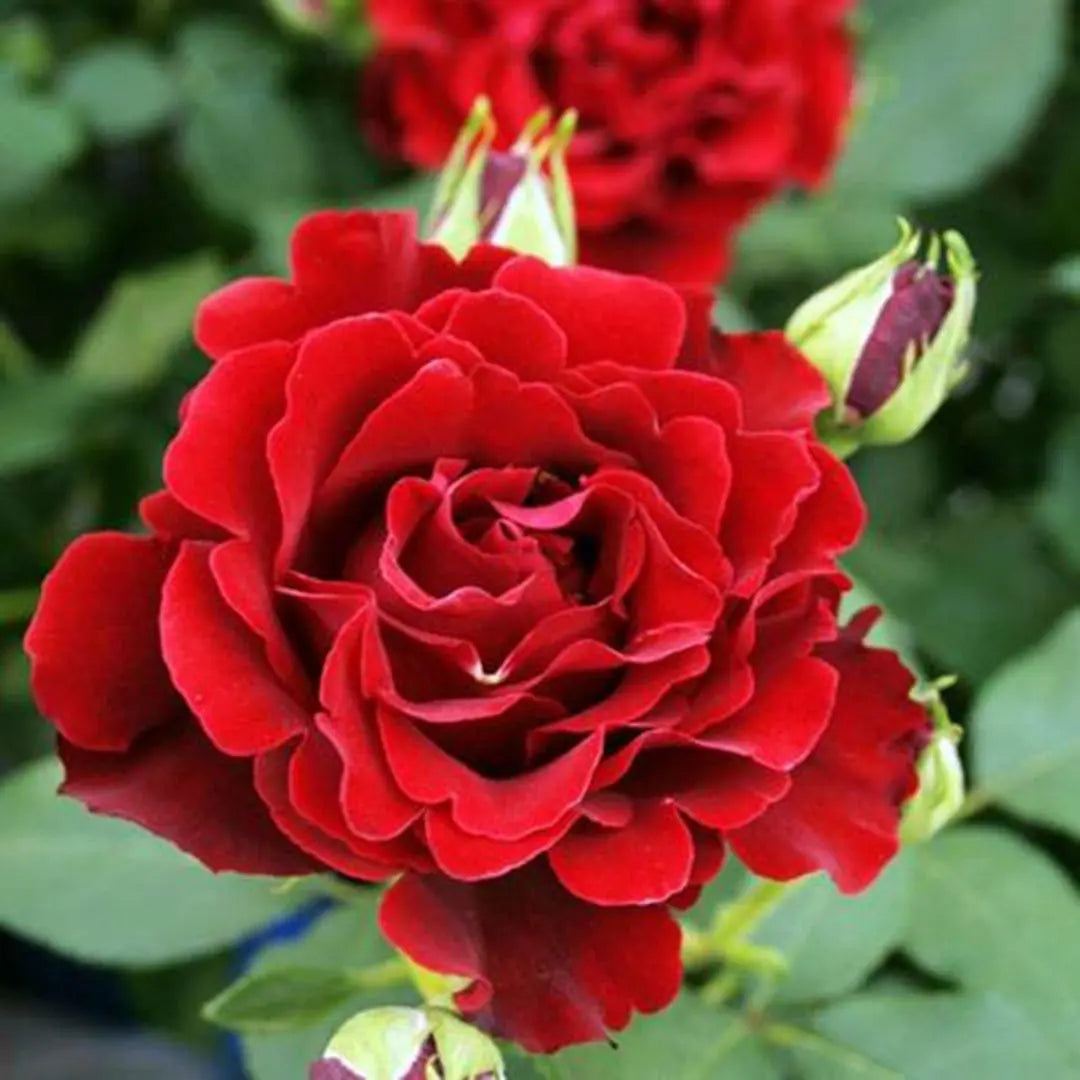deep red rose plant Dancing in the Dark™ Potted Rose Bush