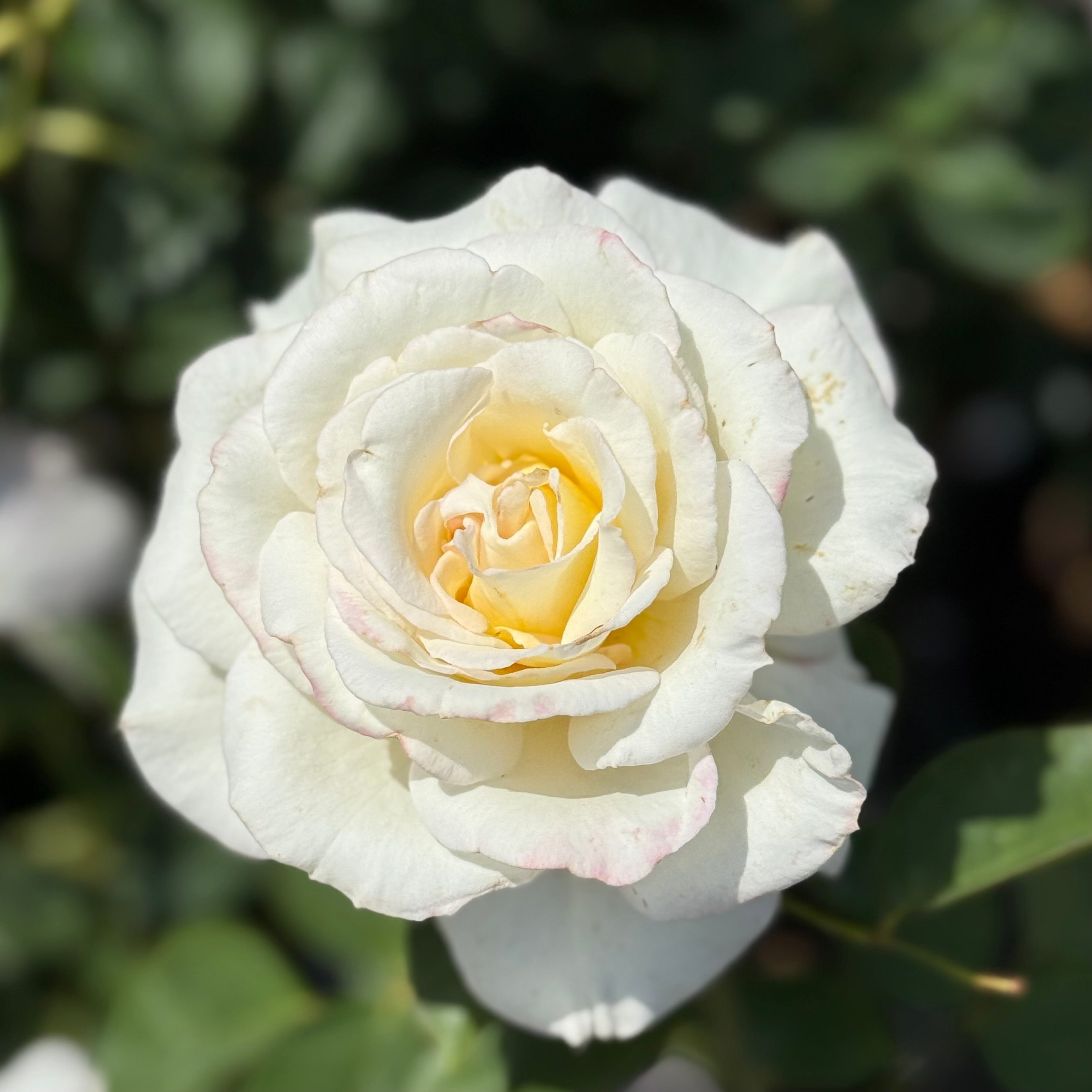 Secret's Out! ™ Potted Rose Bush