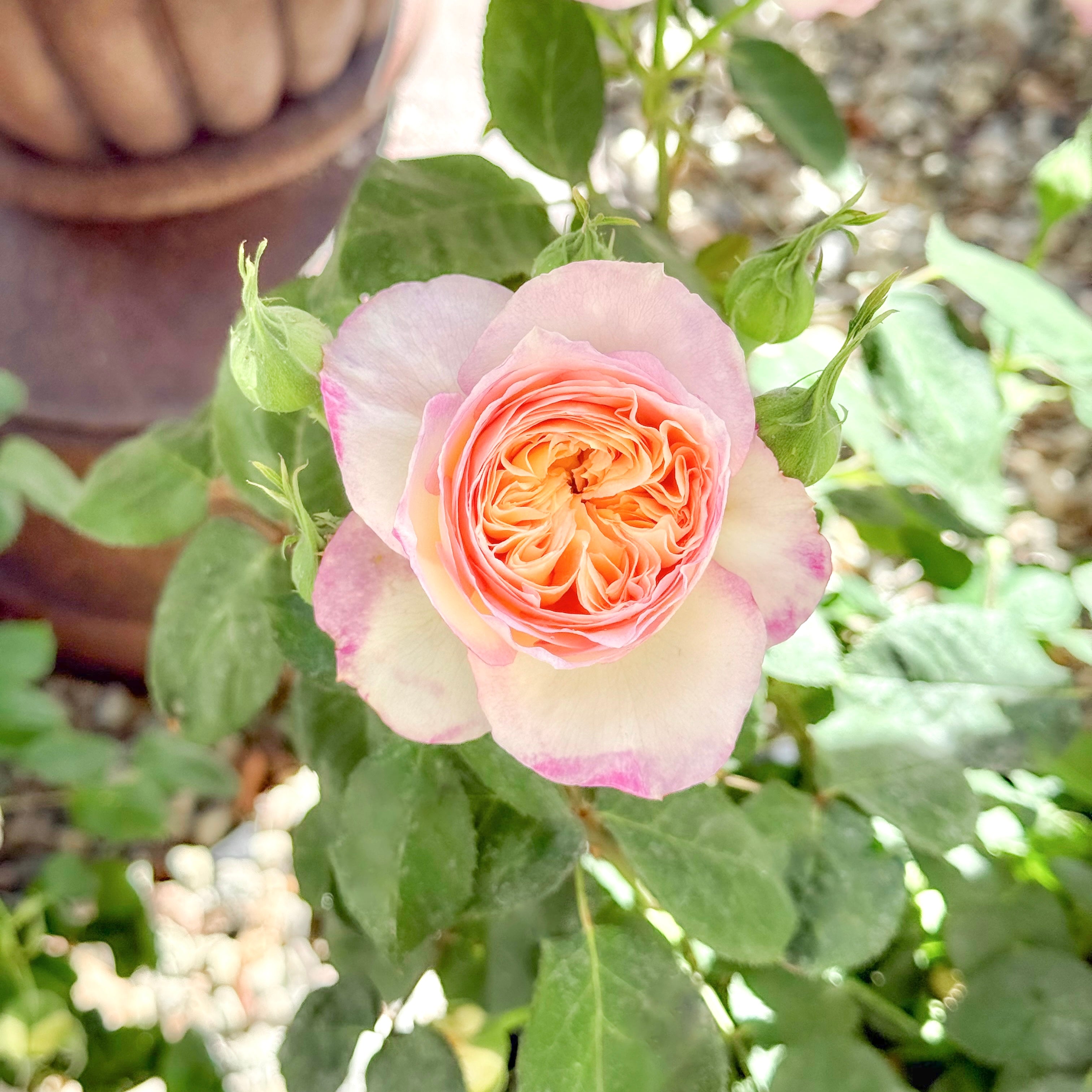 Living the Dream™ Bare Root Rose Bush