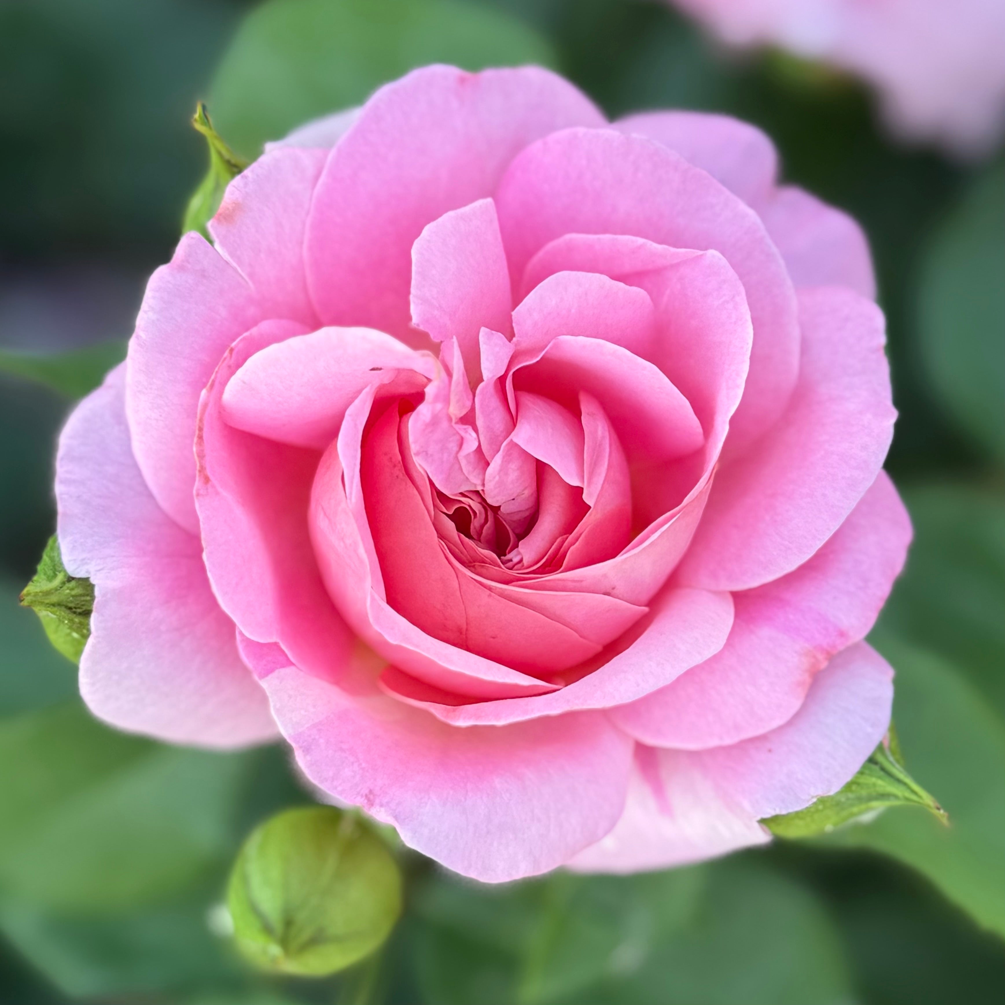 Time After Time™ Potted Rose Bush