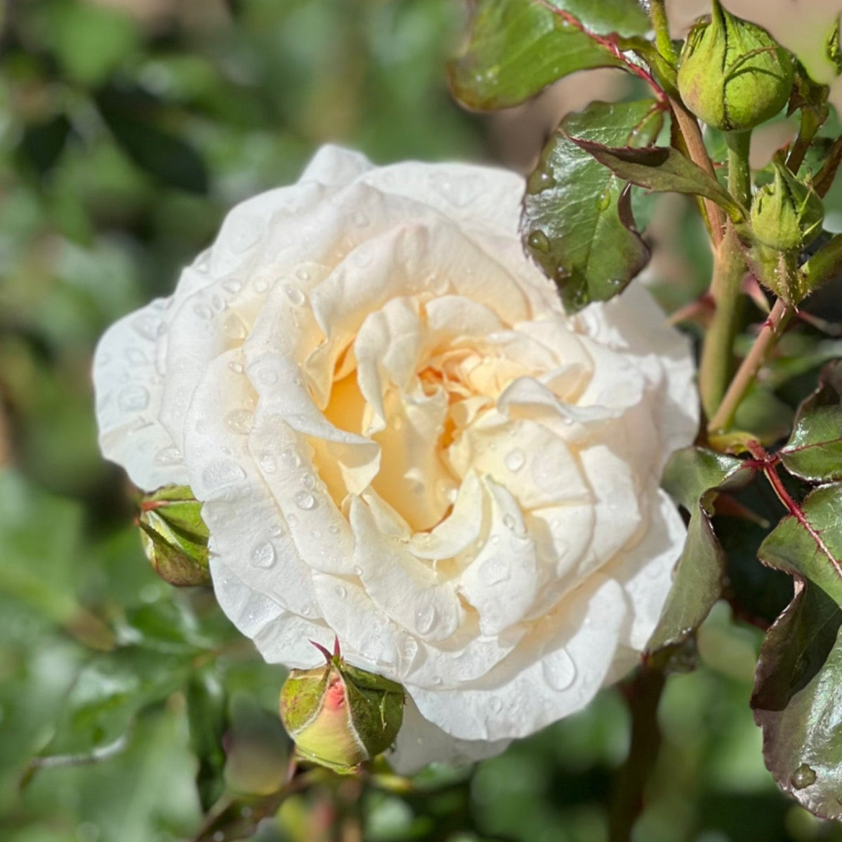 French Lace Bare Root Rose Bush