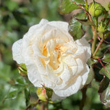 French Lace Bare Root Rose Bush