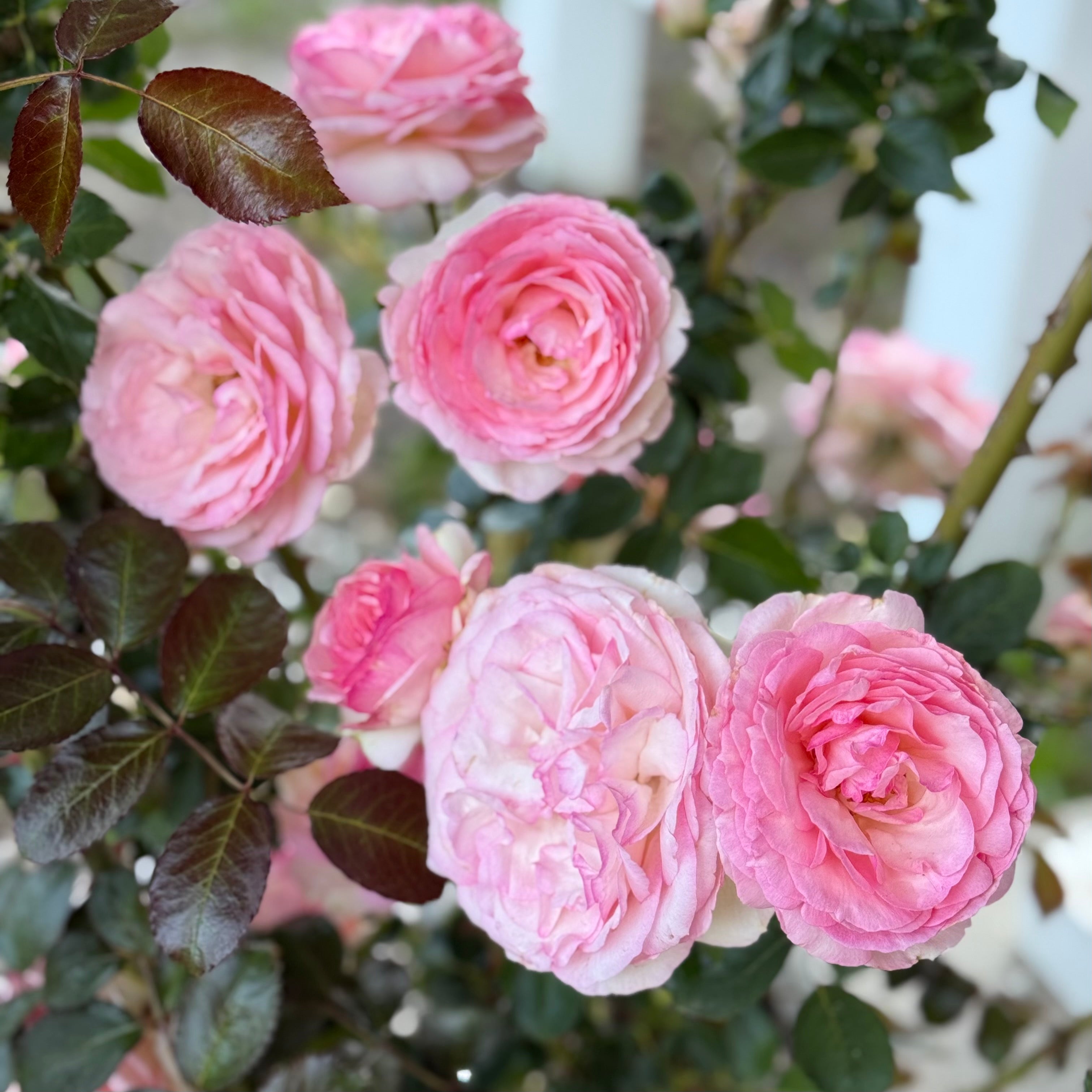 Eden Climber® Potted Climbing Rose