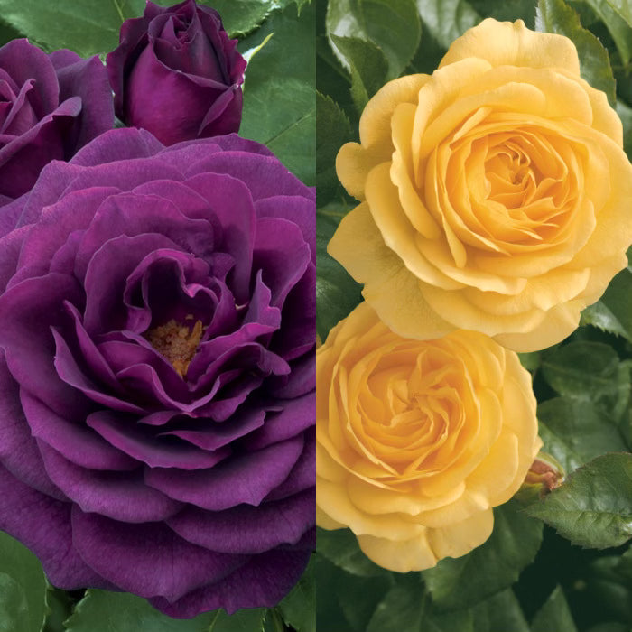 Ebb Tide™ and Julia Child™ Bare Root Tree Rose