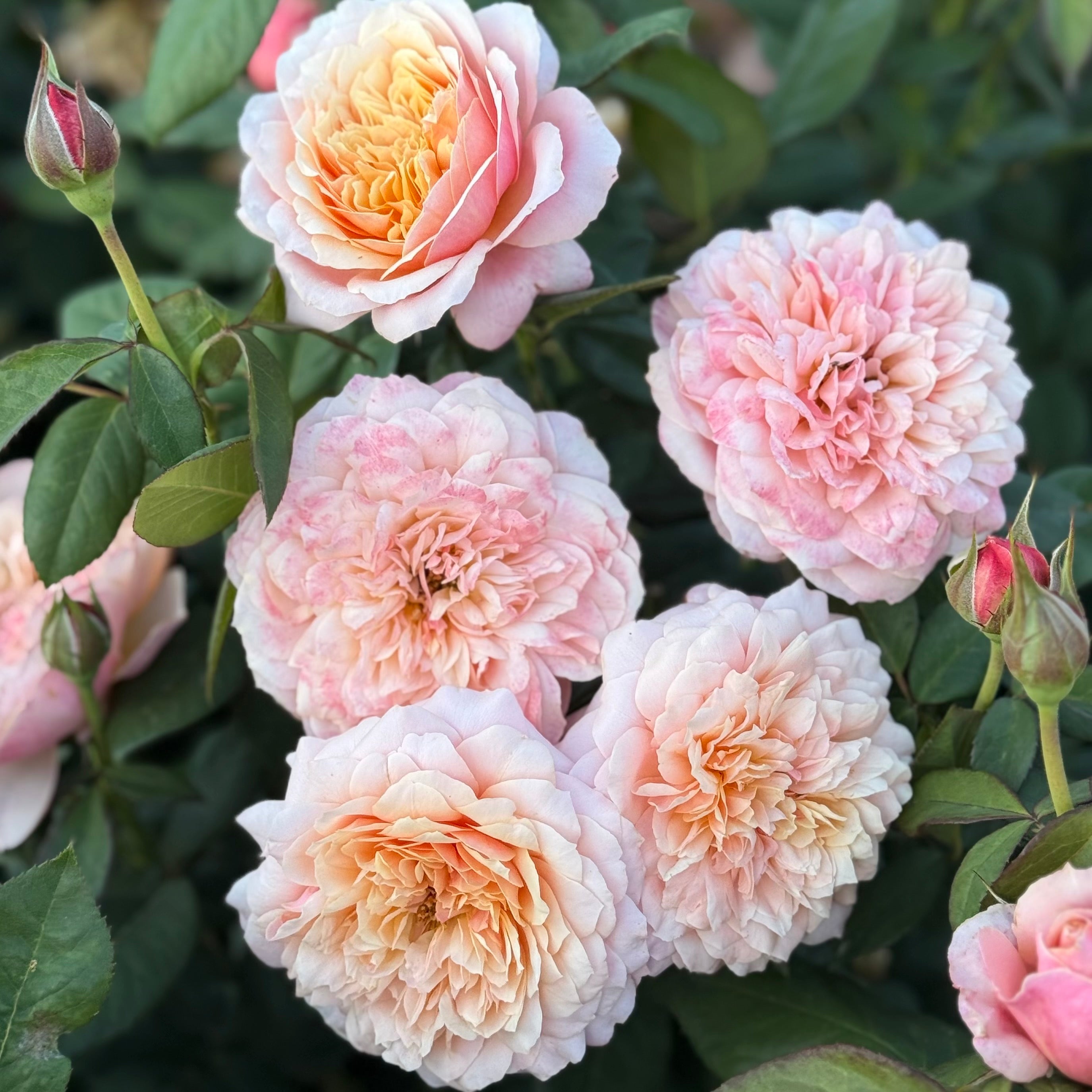 State of Grace ™ Potted Rose Bush