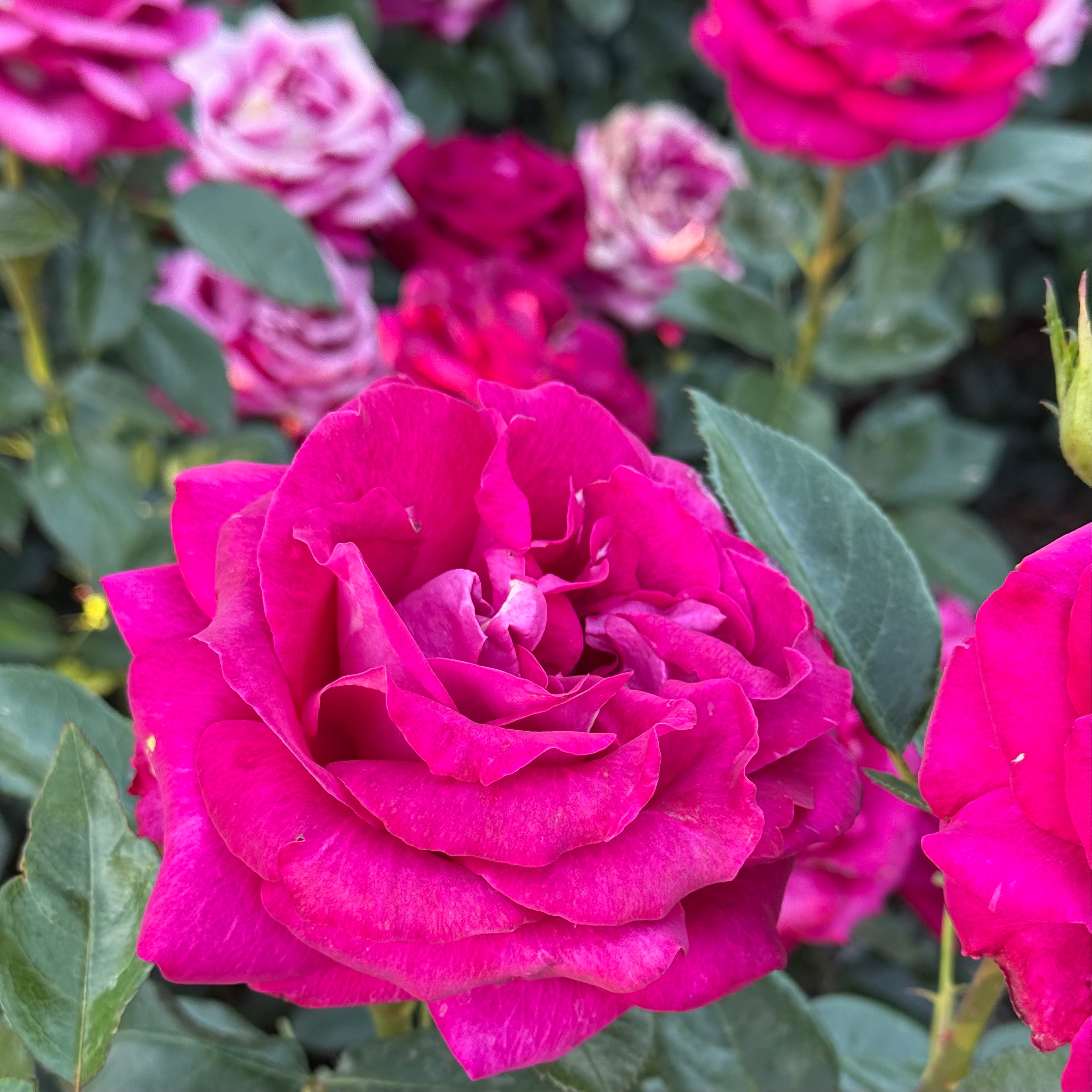 Stiletto™ Potted Rose Bush