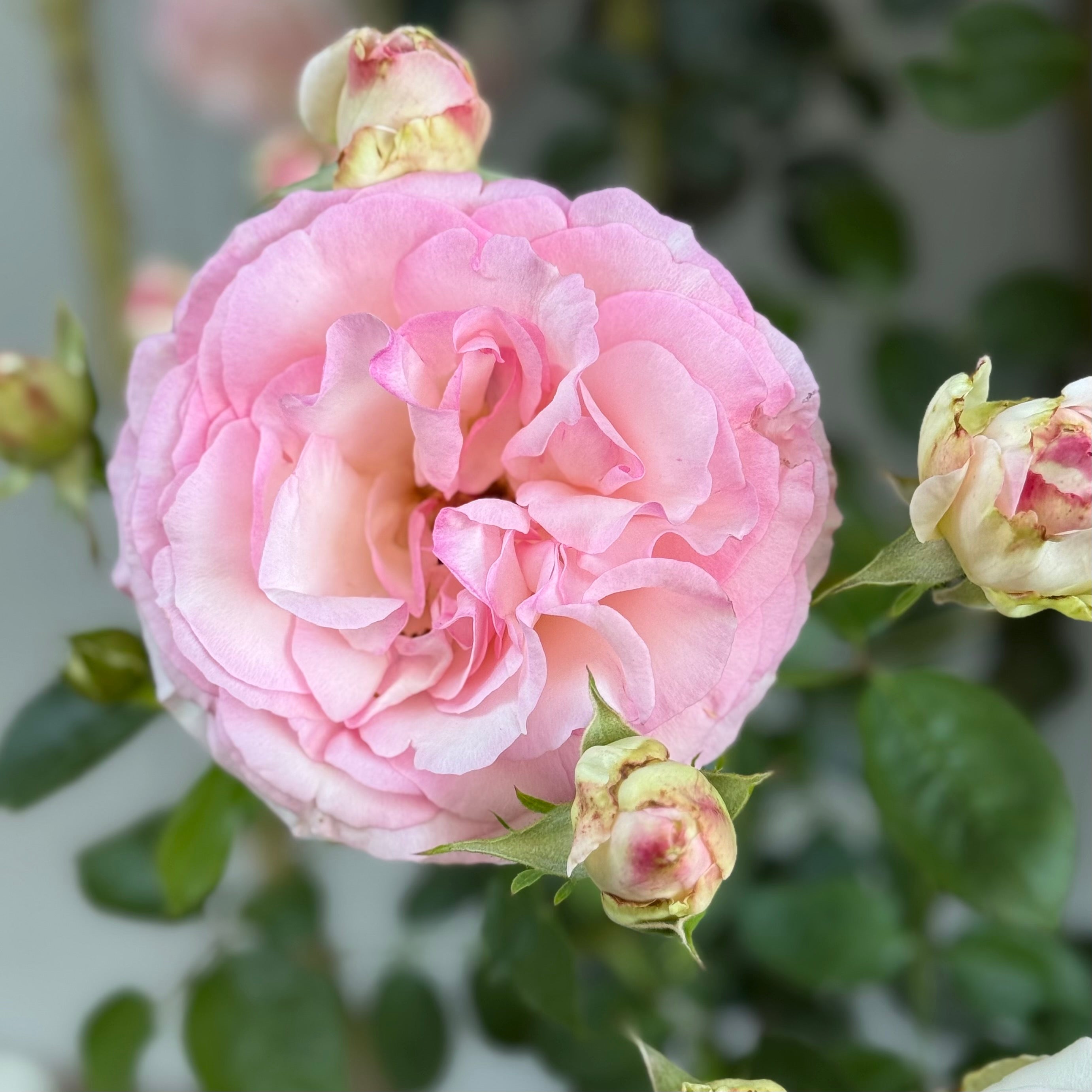 Eden Climber® Potted Climbing Rose