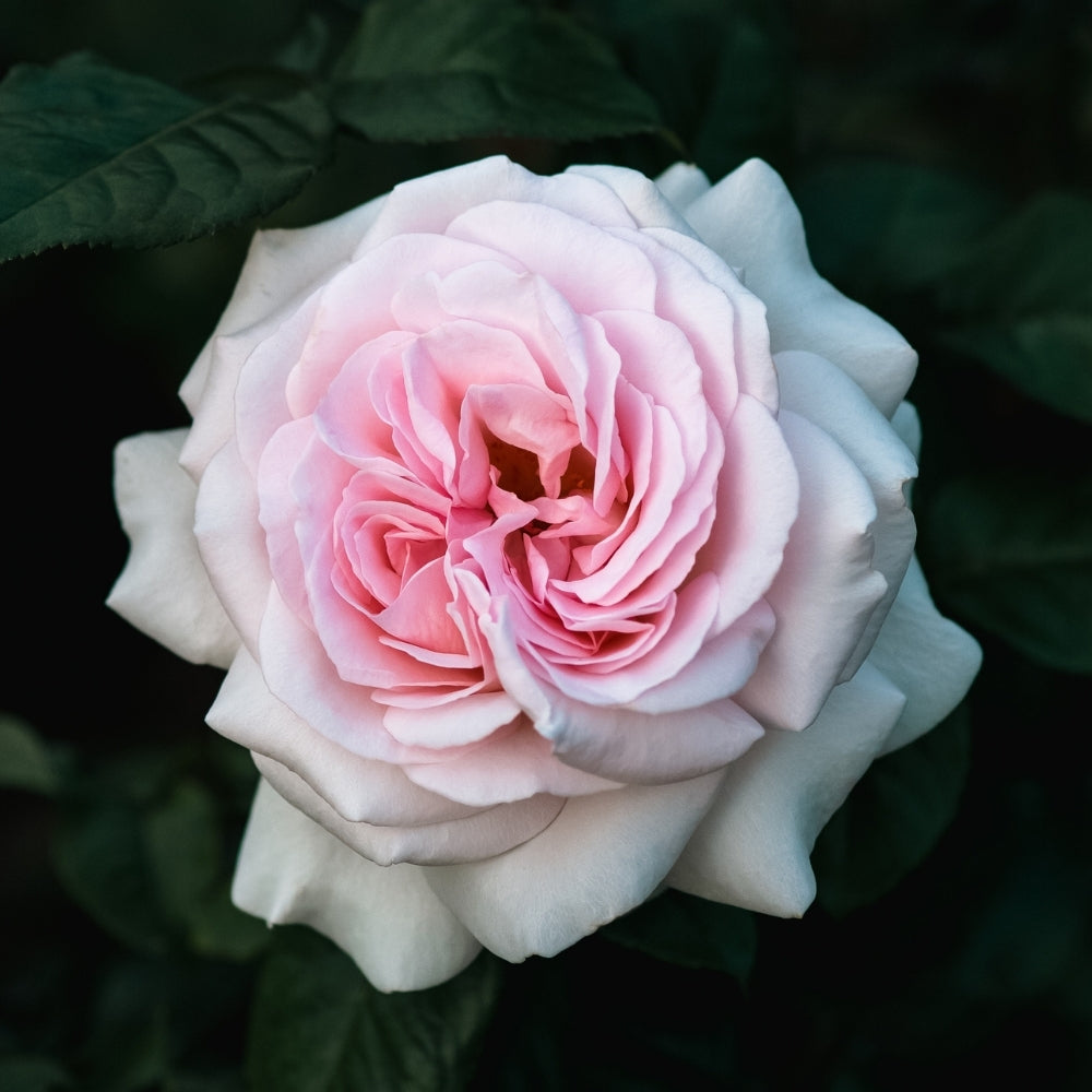 Francis Meilland® Bare Root Rose Bush