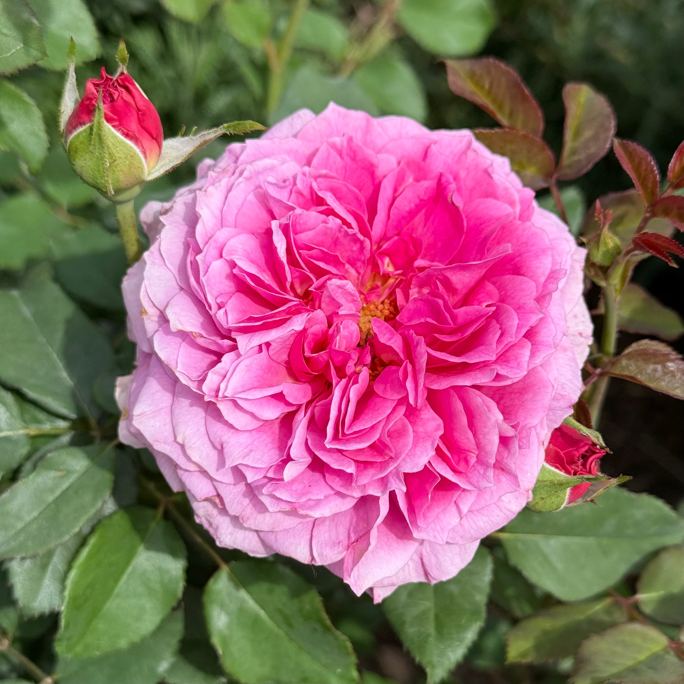 David Austin® Gabriel Oak® Potted Rose Bush
