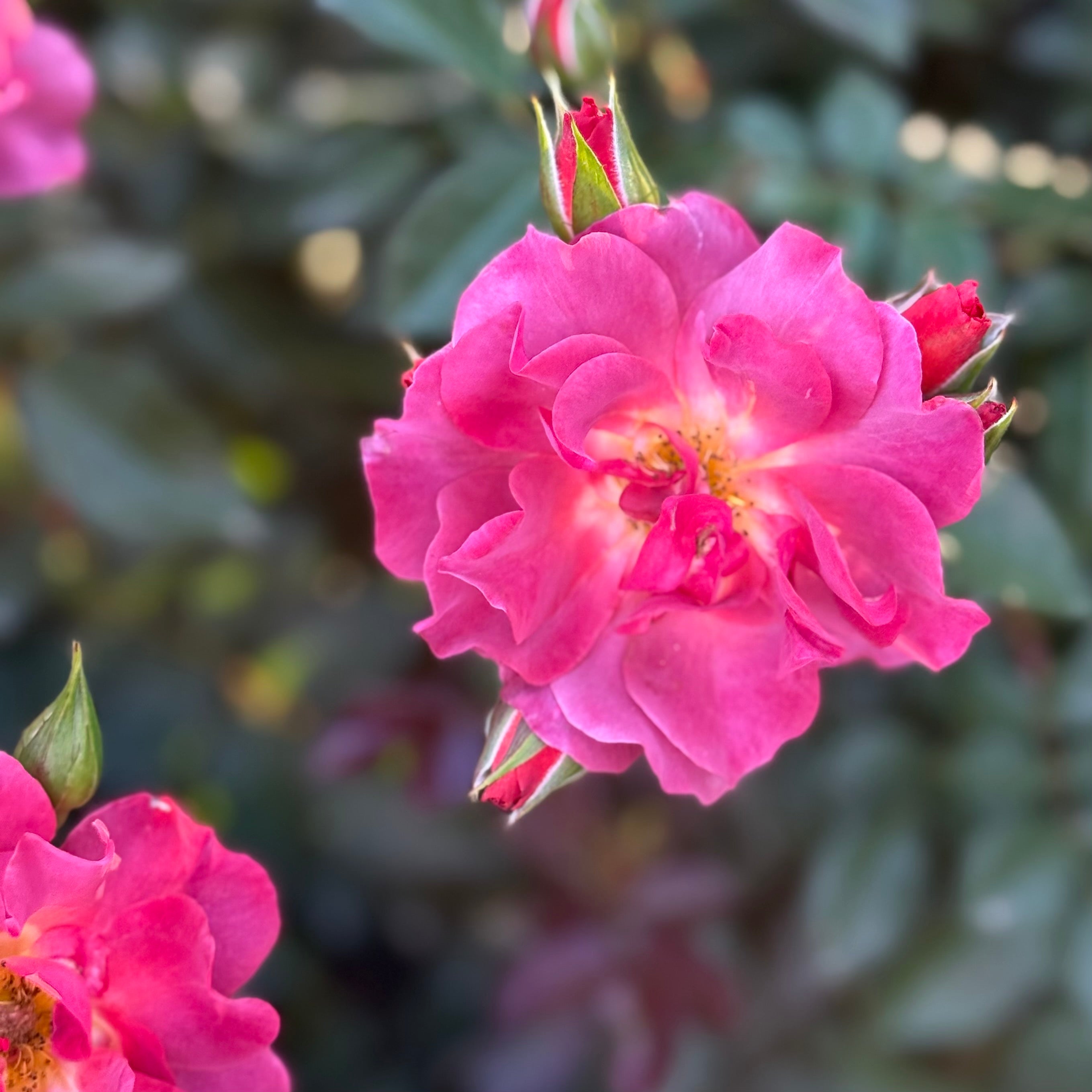 Cinco de Mayo™ Potted Rose Bush