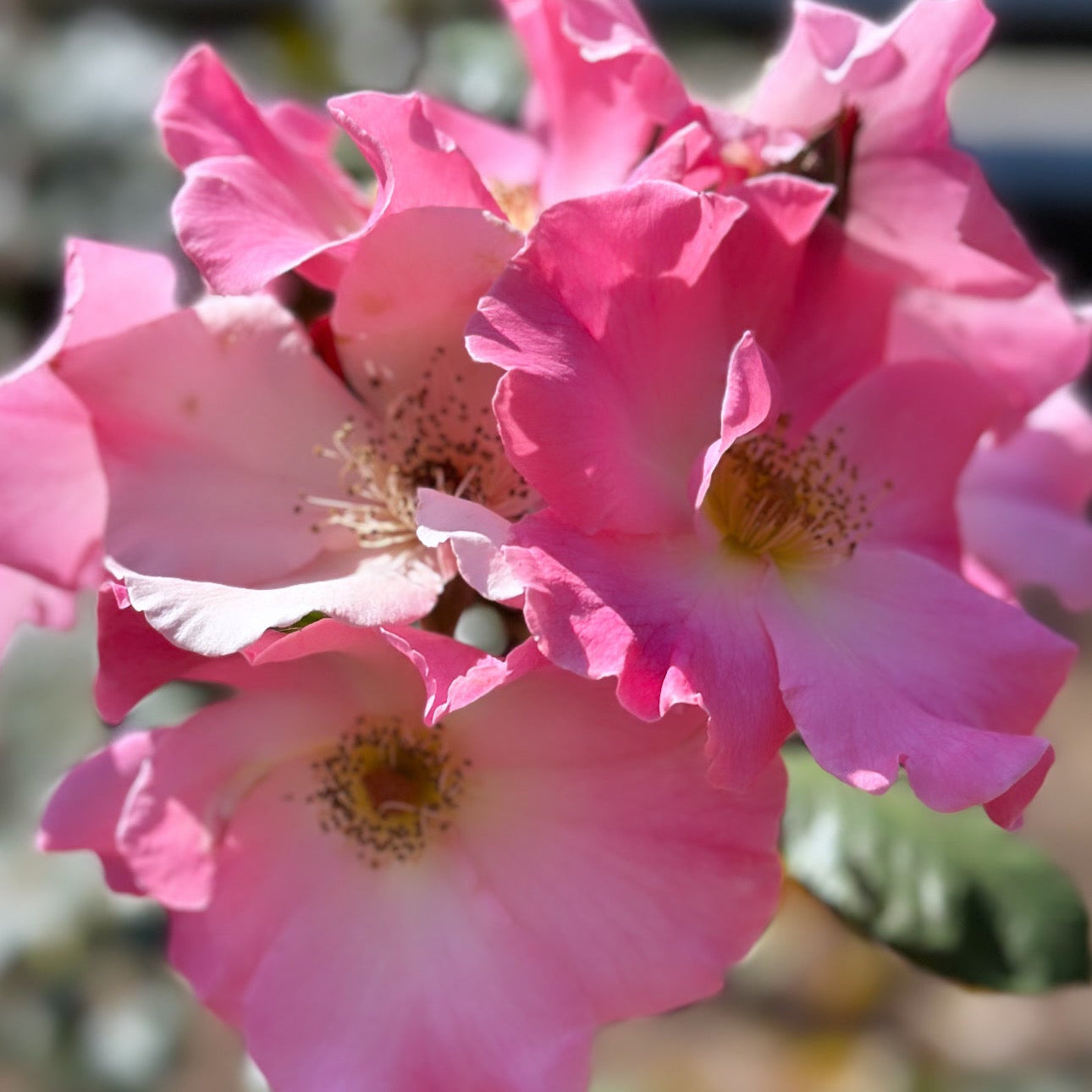 Sparrieshoop Potted Rose Bush