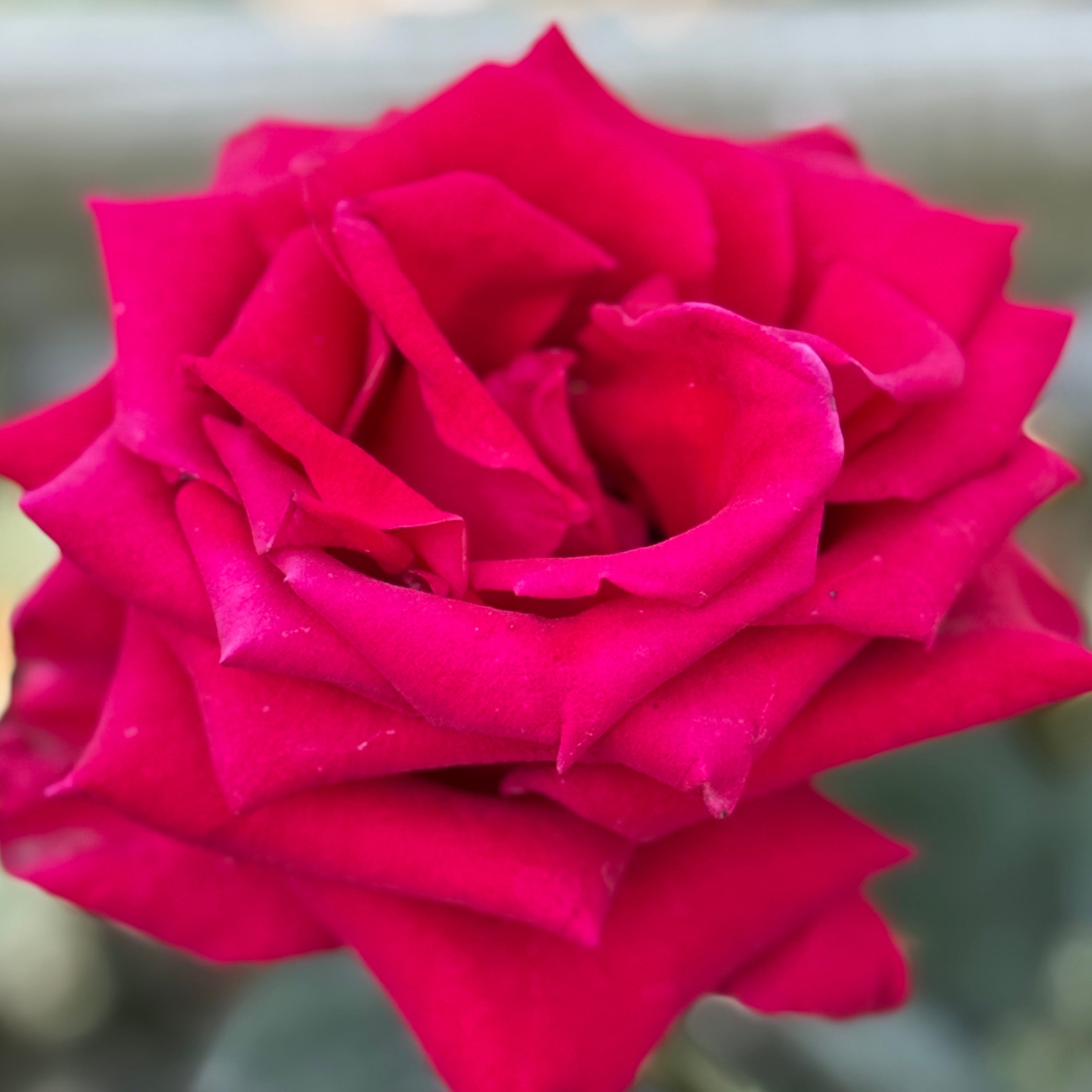 Veterans' Honor® Potted Rose Bush