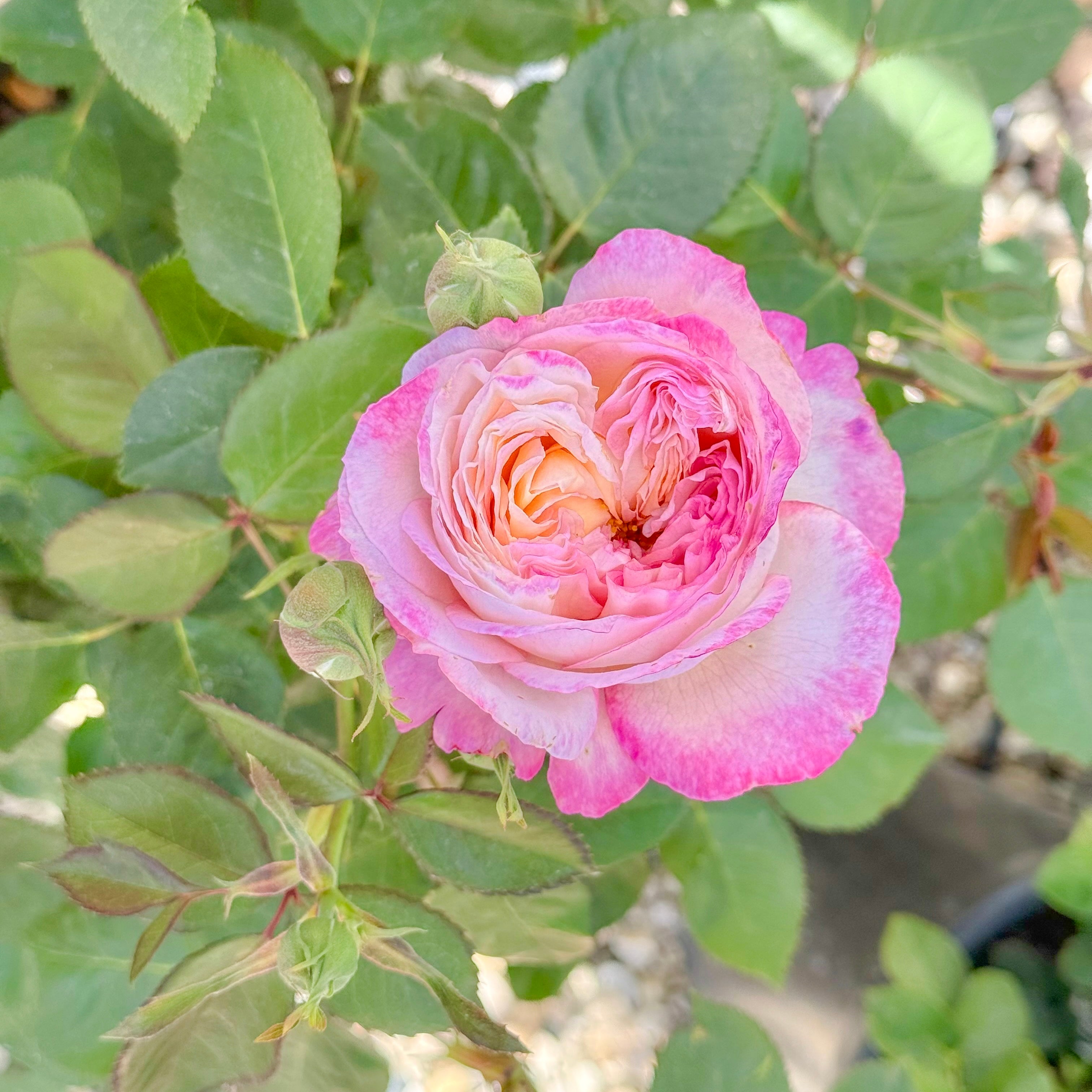 Living the Dream™ Bare Root Rose Bush