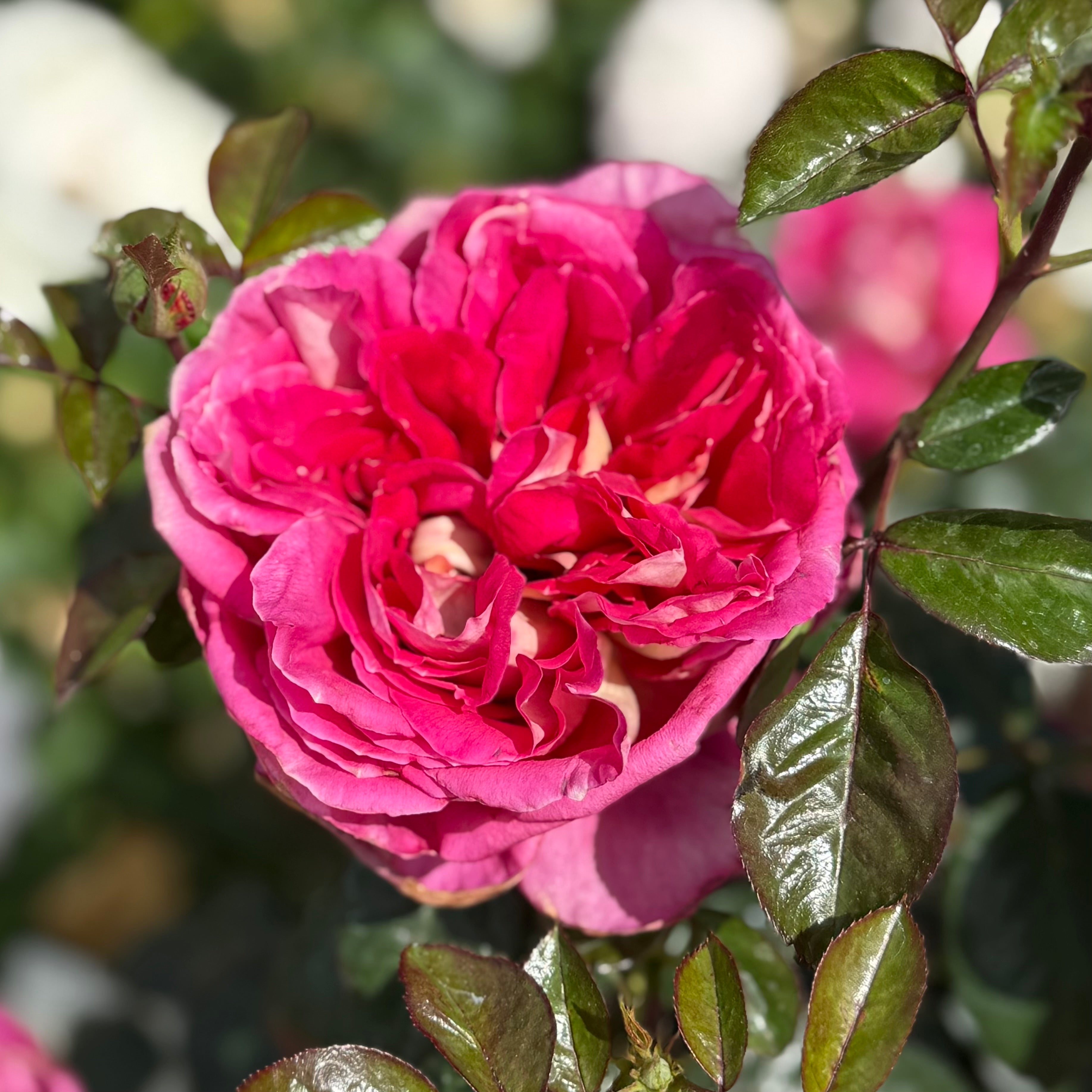 Winning Streak™ Potted Rose Bush