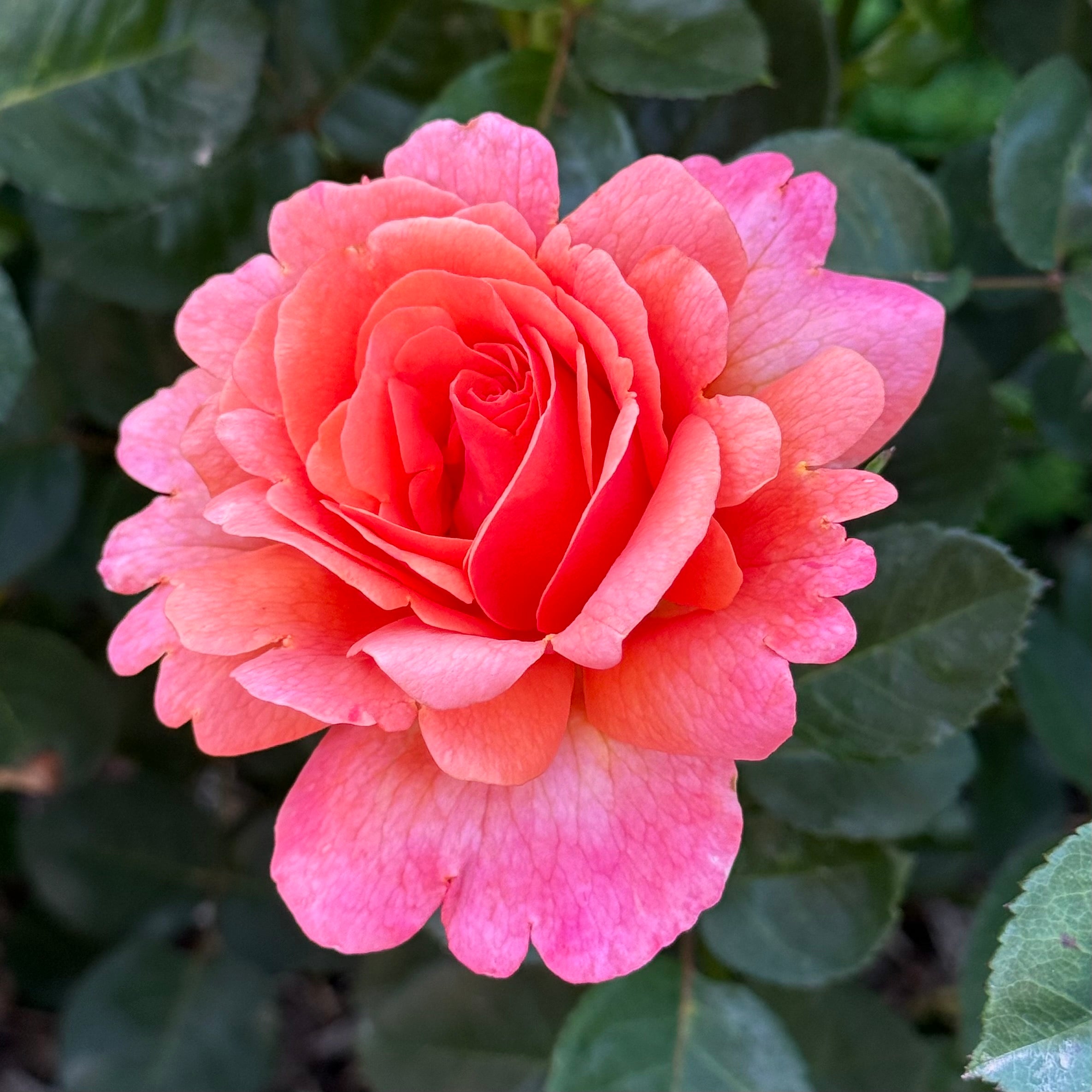 Easy Does It® Potted Rose Bush