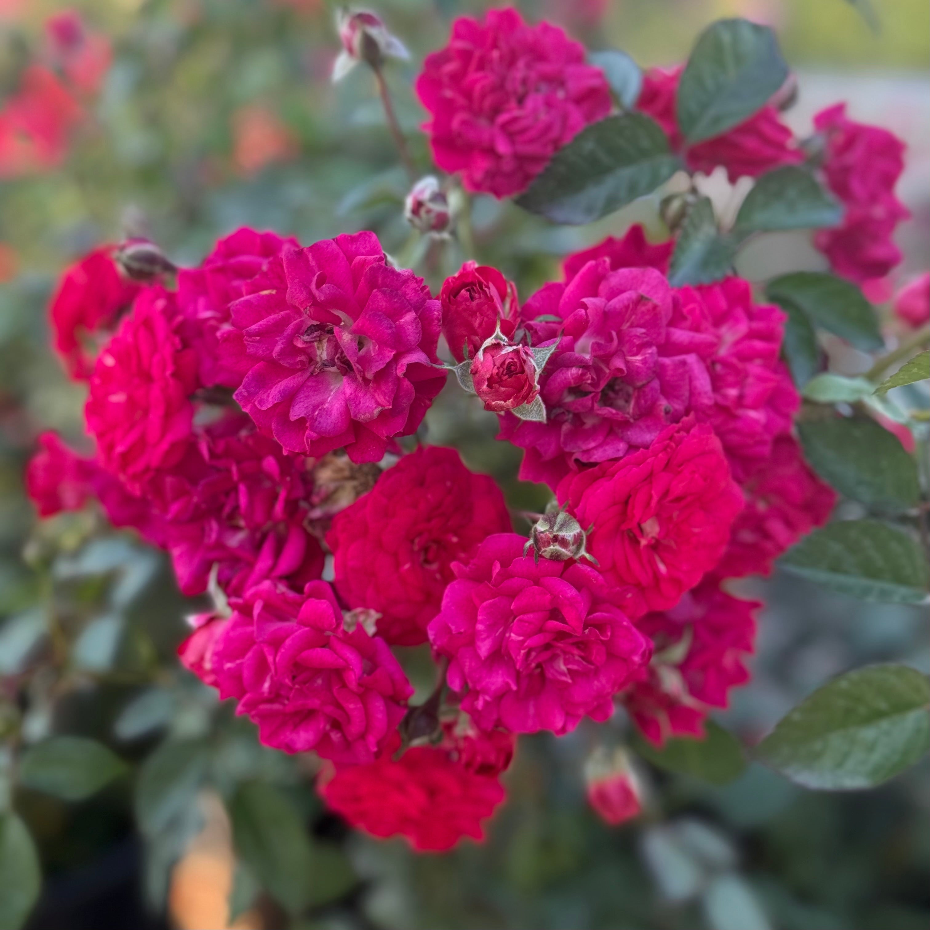 Children's Hope™ Potted Rose Bush