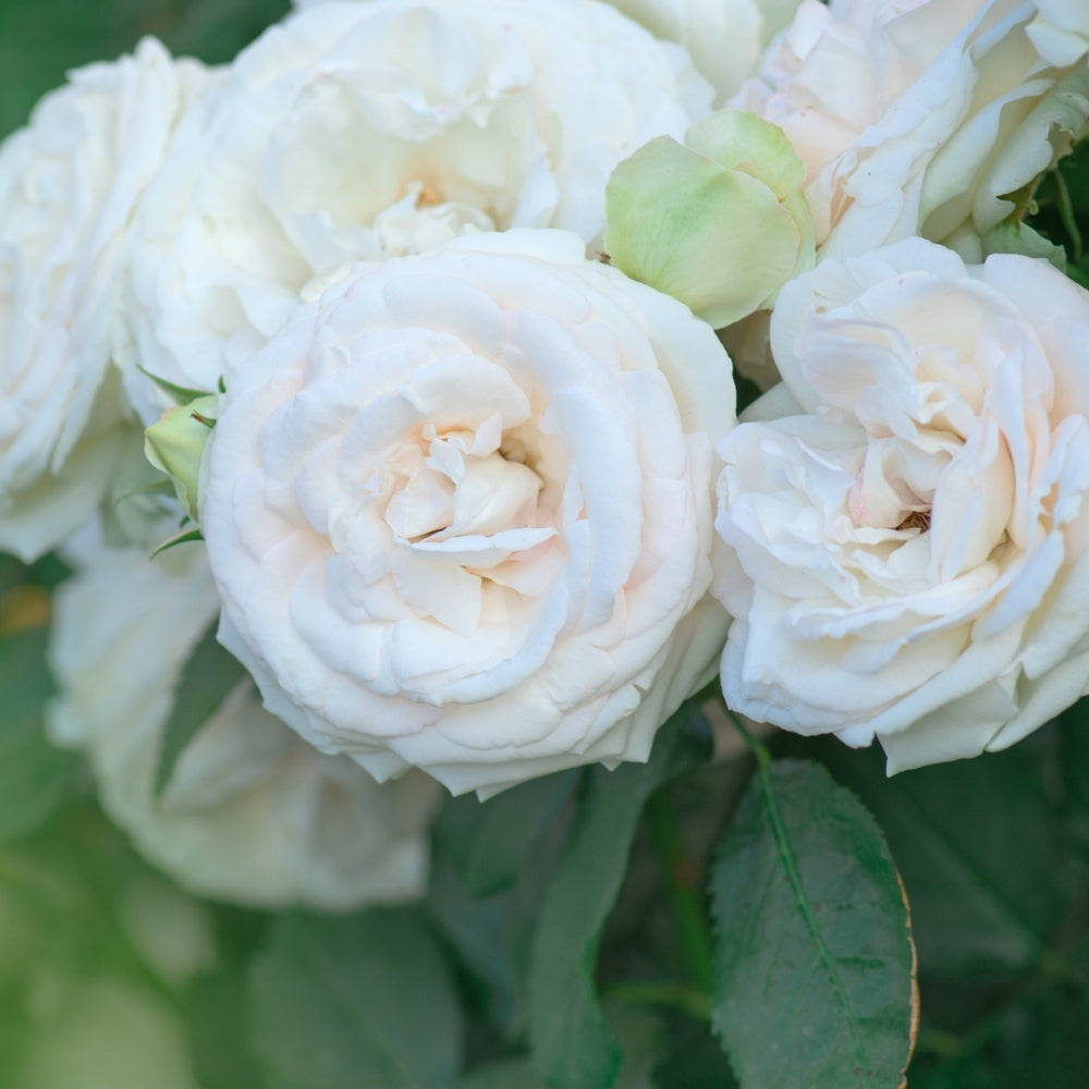 Eden Climber® White Bare Root Climbing Rose