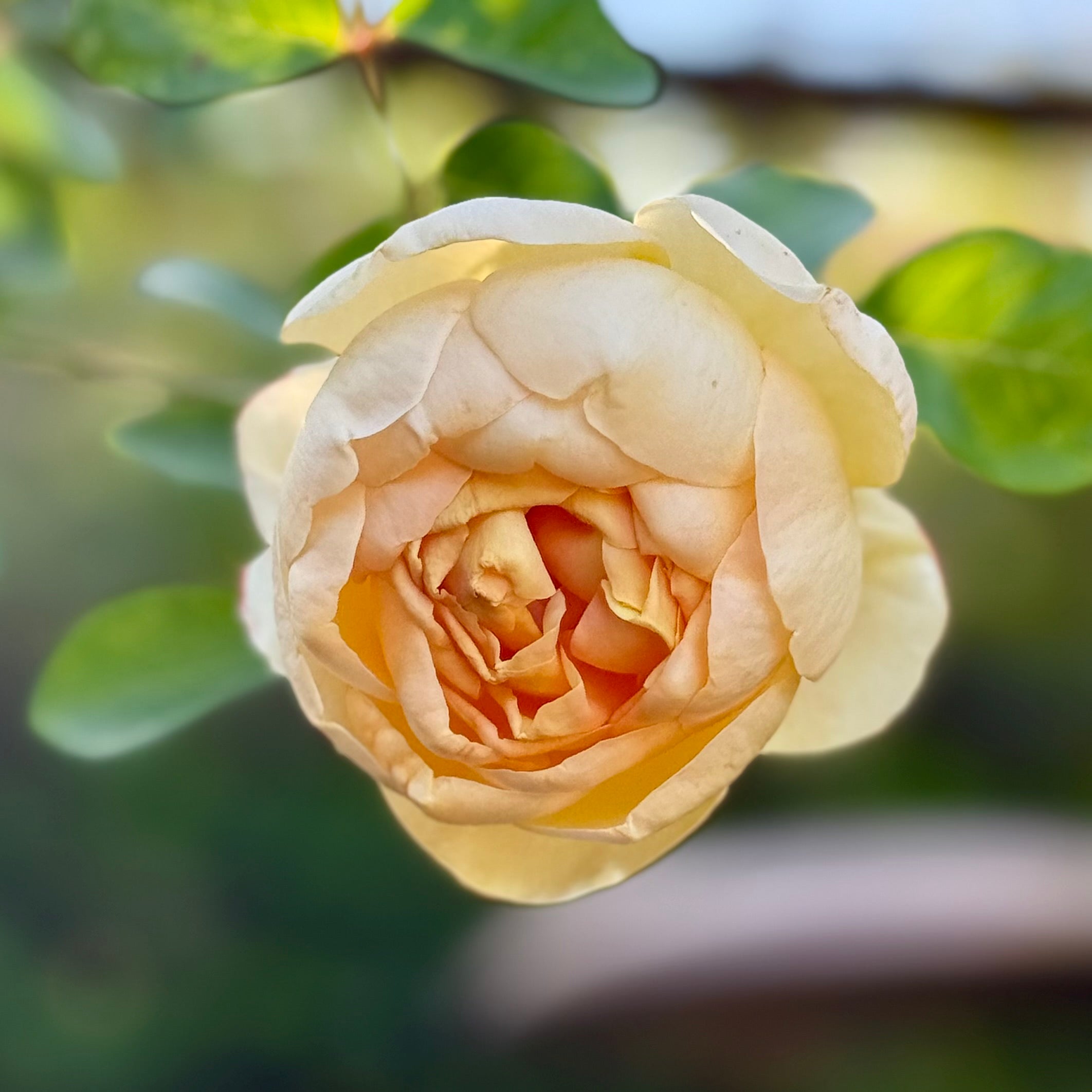 David Austin® Jude the Obscure® Potted Rose Bush