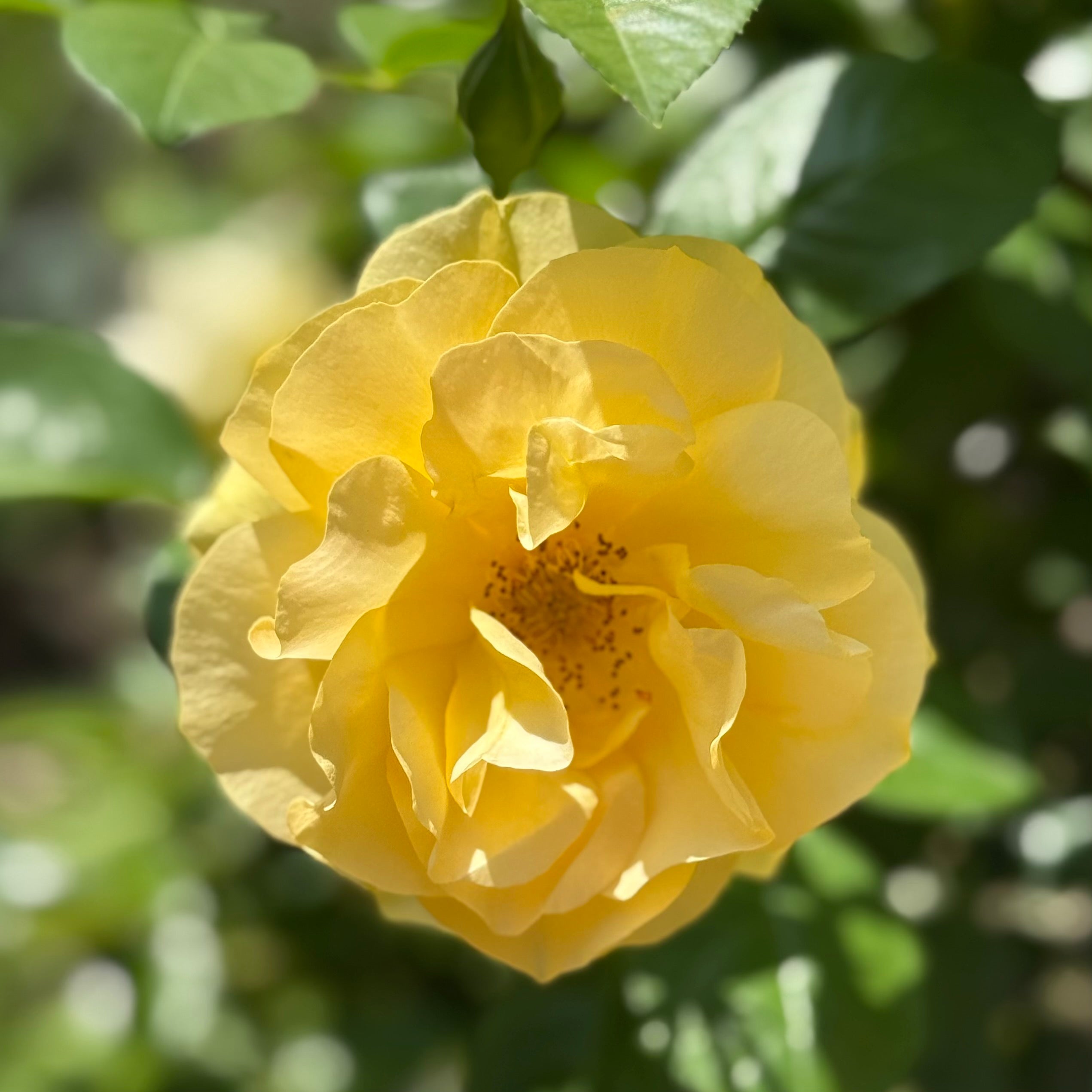 Julia Child™ Potted Tree Rose