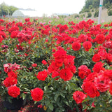 Trumpeter Potted Tree Rose