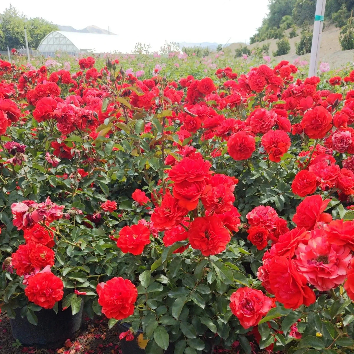 Trumpeter Bare Root Rose Bush