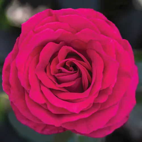Stiletto™ 36" Tree Rose Bush
