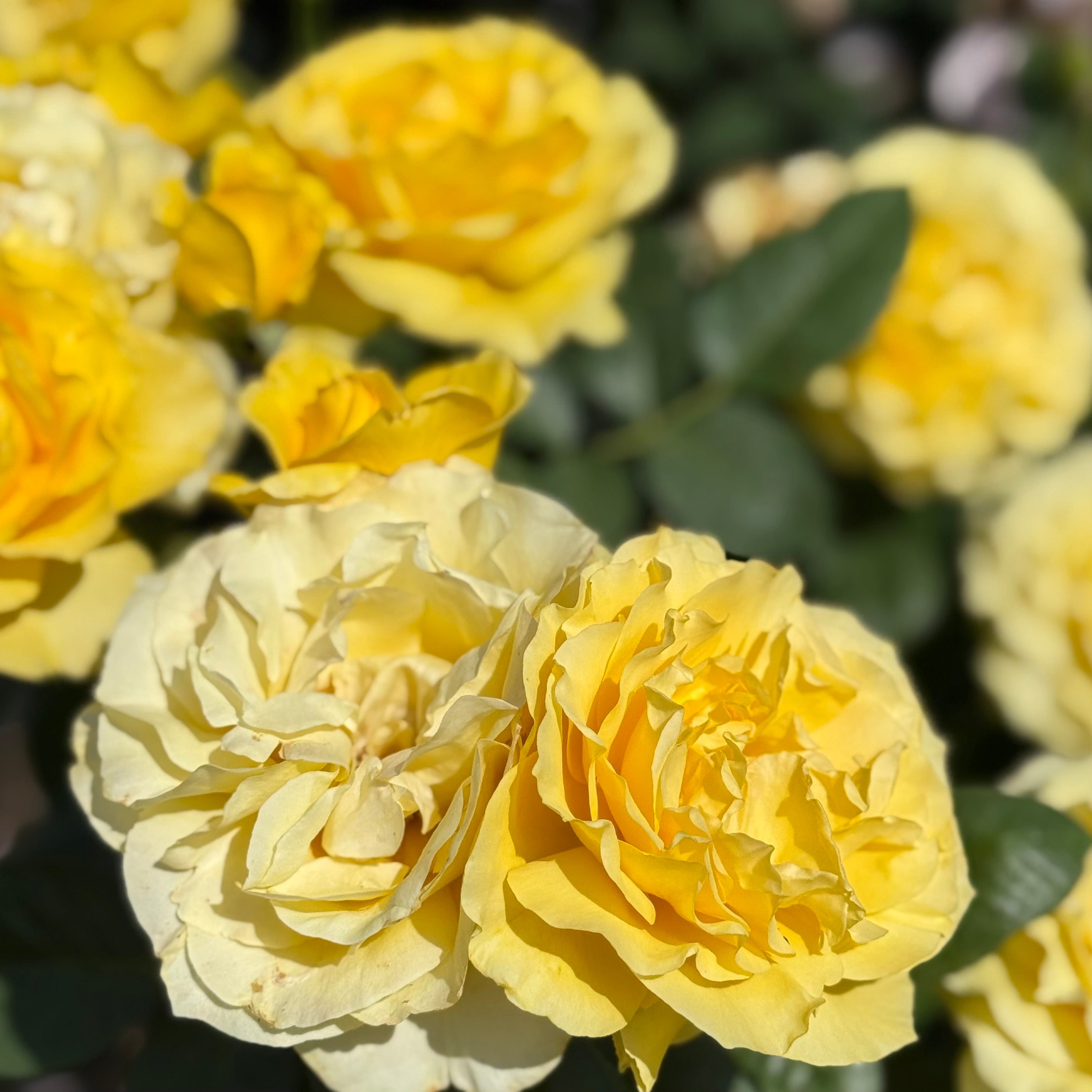 Doris Day Potted Tree Rose