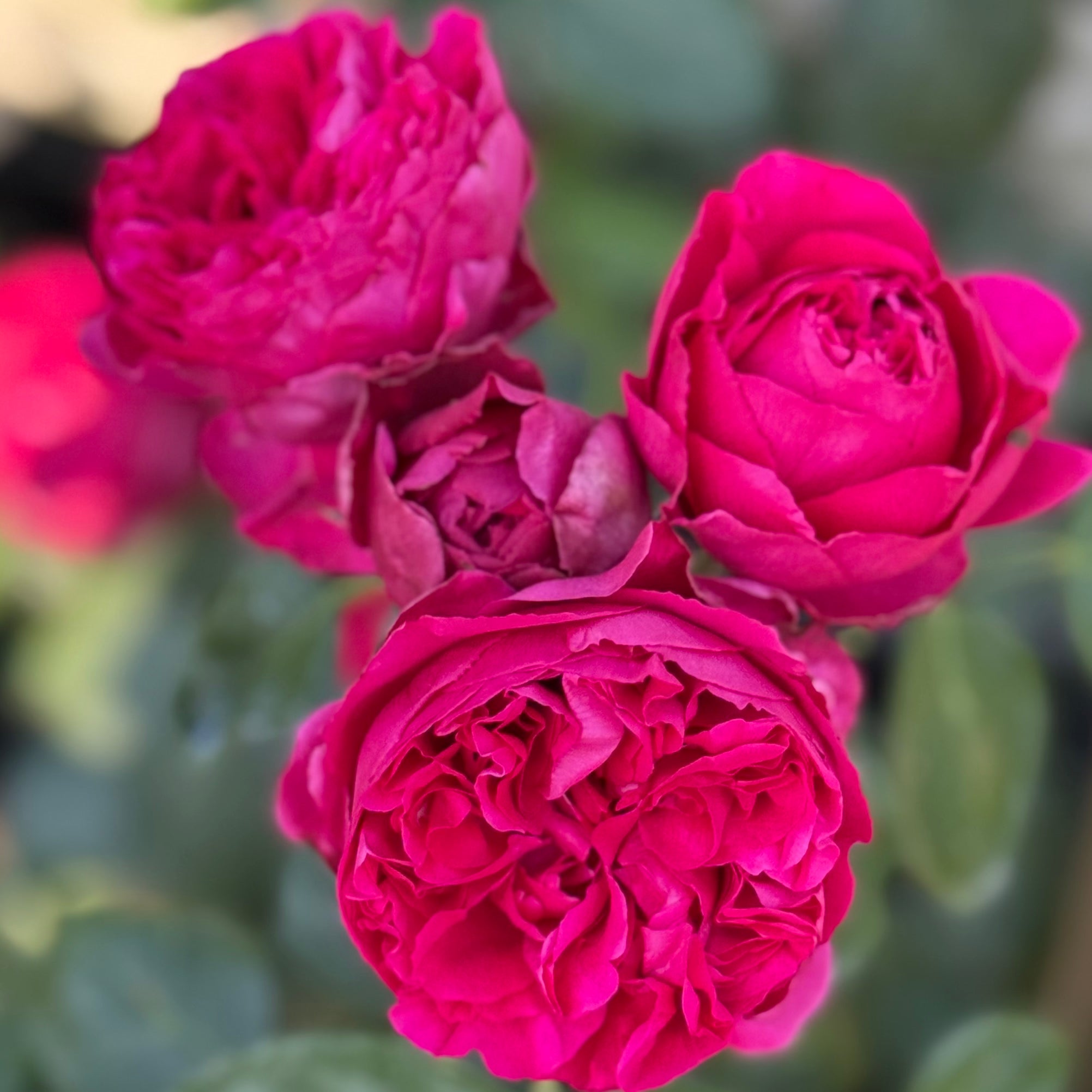 Eden Climber® Red Potted Climbing Rose