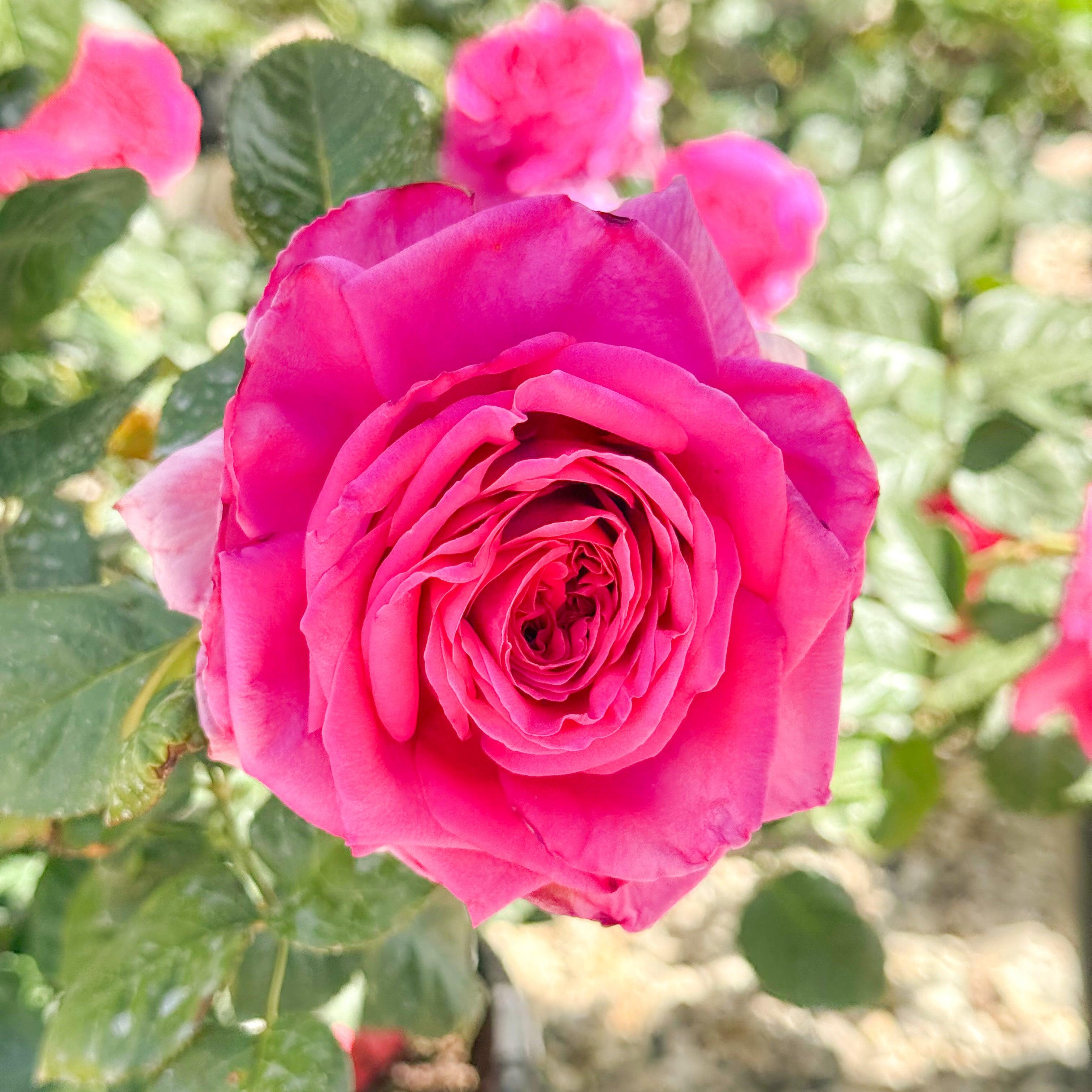 Nothing But Class™ Potted Rose Bush