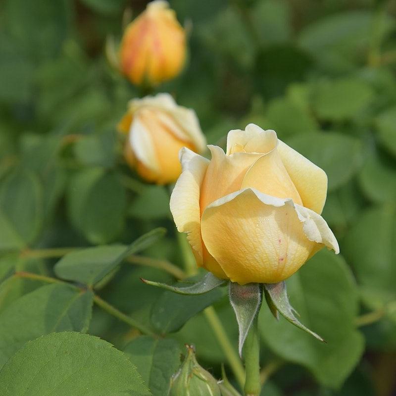David Austin® Charlotte Potted Rose Bush
