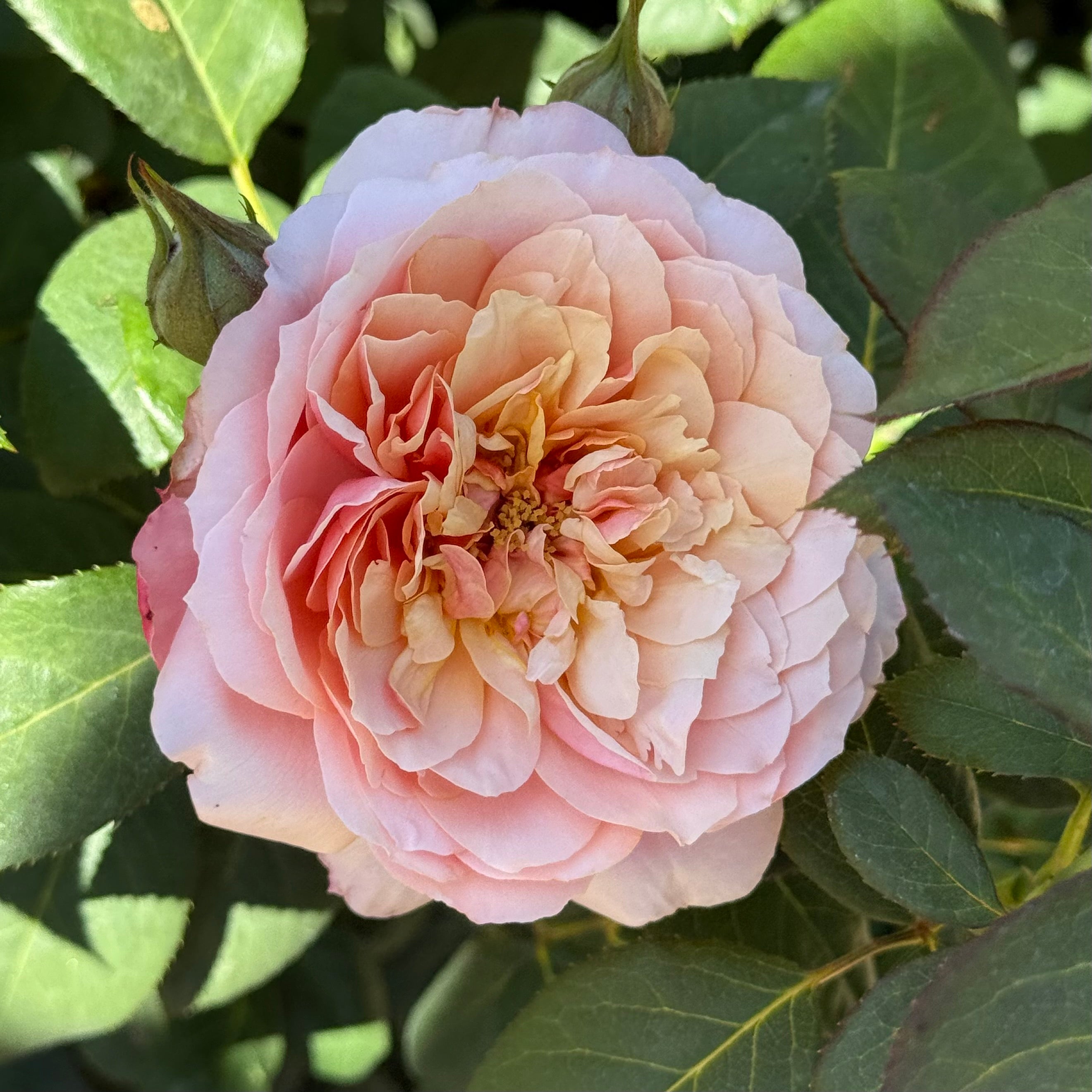 State of Grace ™ Potted Rose Bush