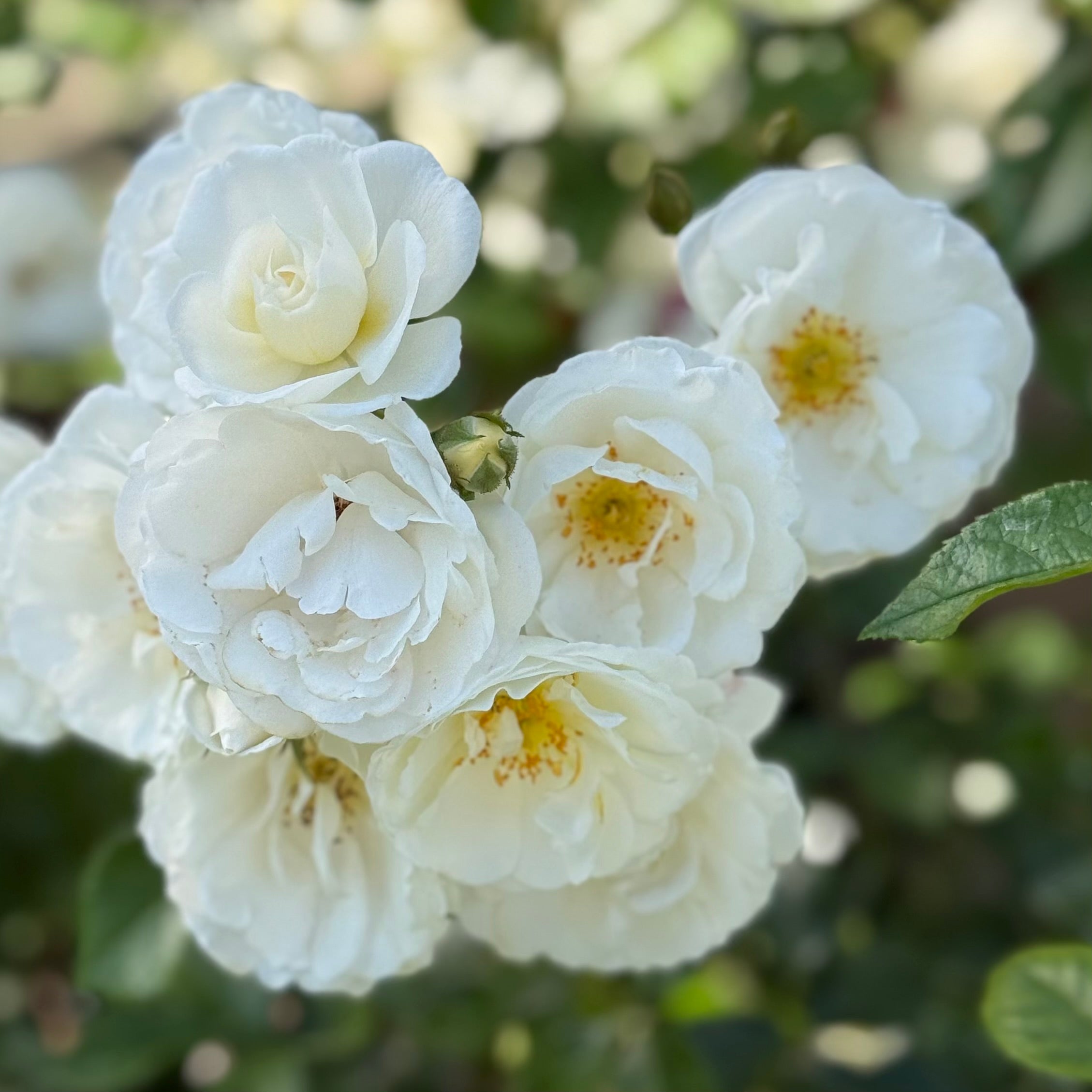Pillow Fight™ Potted Rose Bush