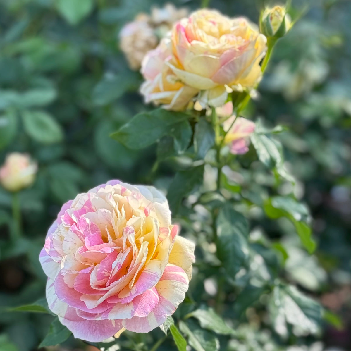 Pop Art™ Bare Root Tree Rose