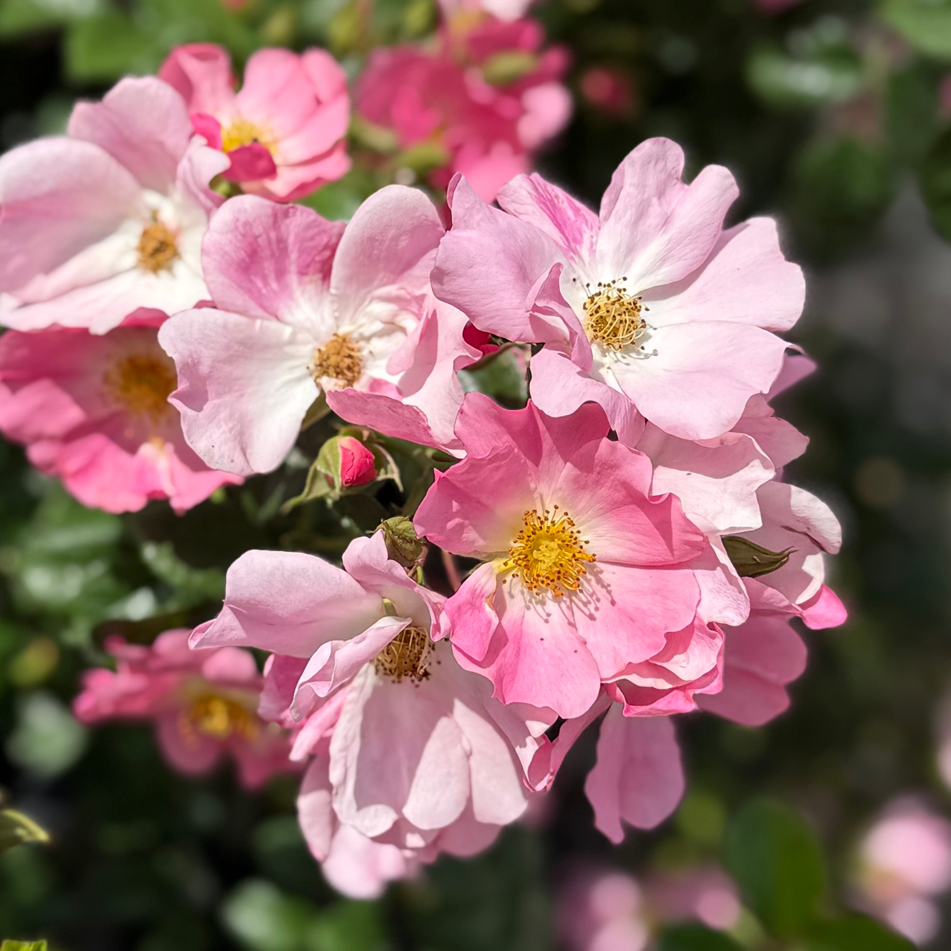 Forever & Ever® Pink Potted Rose Bush