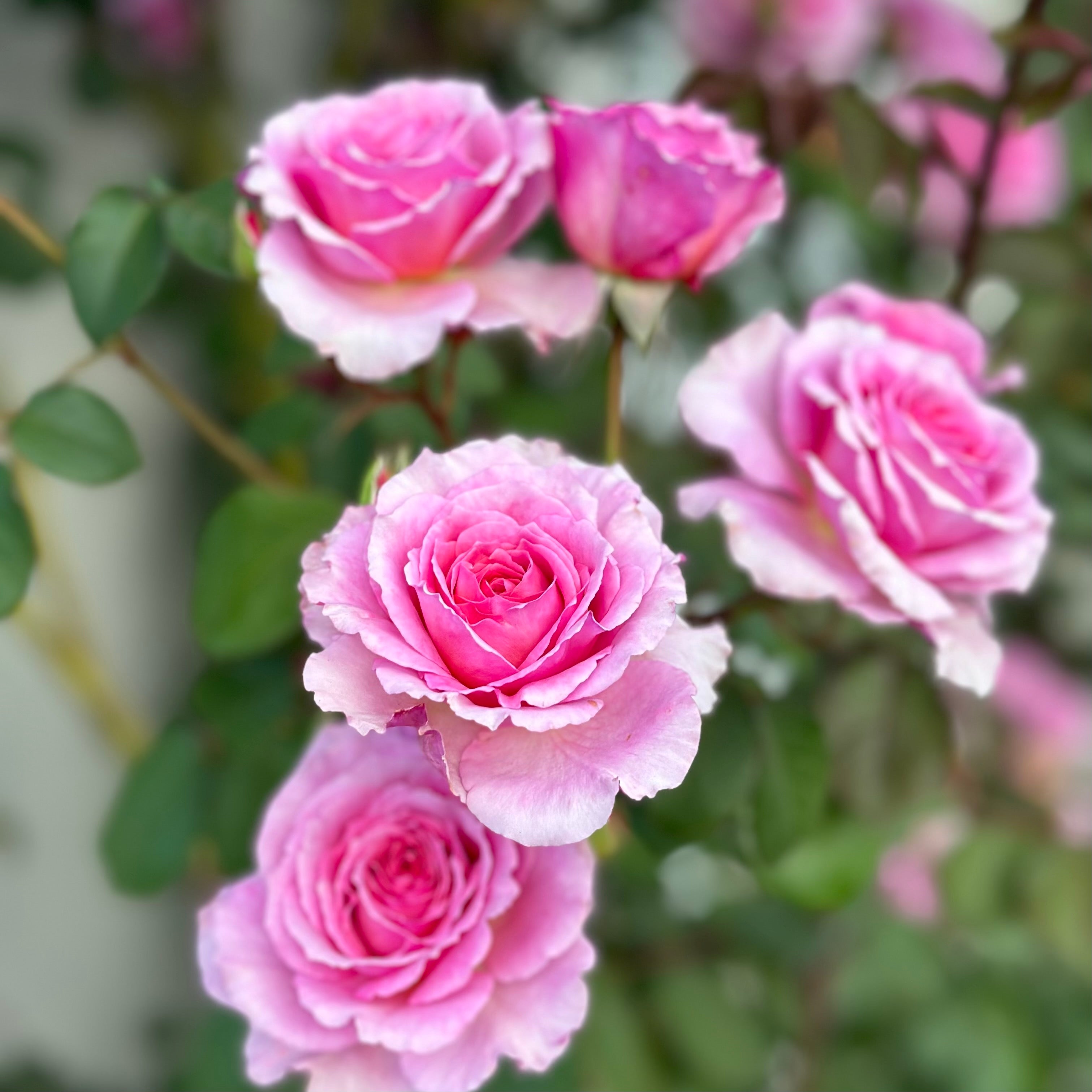 David Austin® James Galway® Potted Climbing Rose
