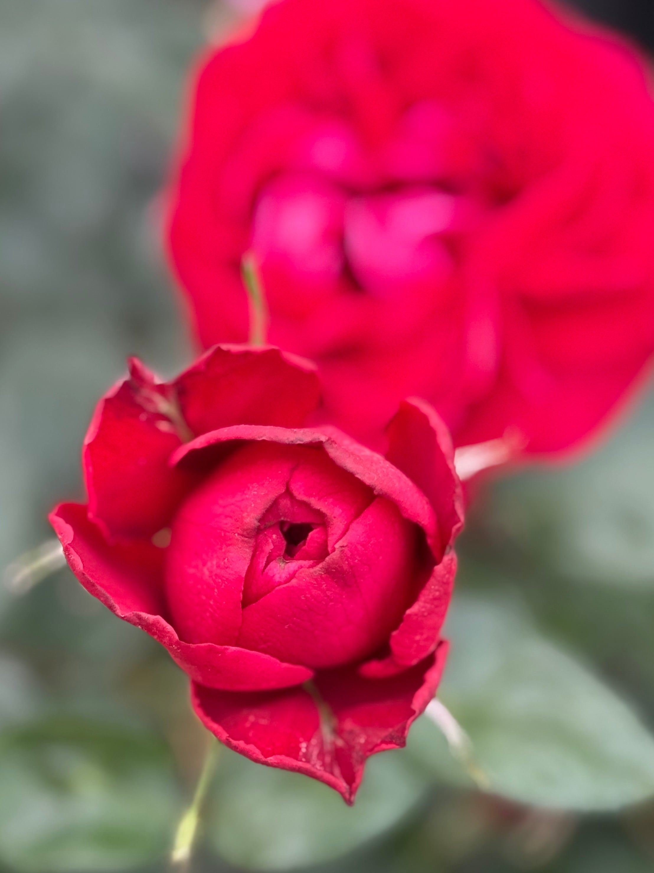 Tiamo™ Potted Rose Bush