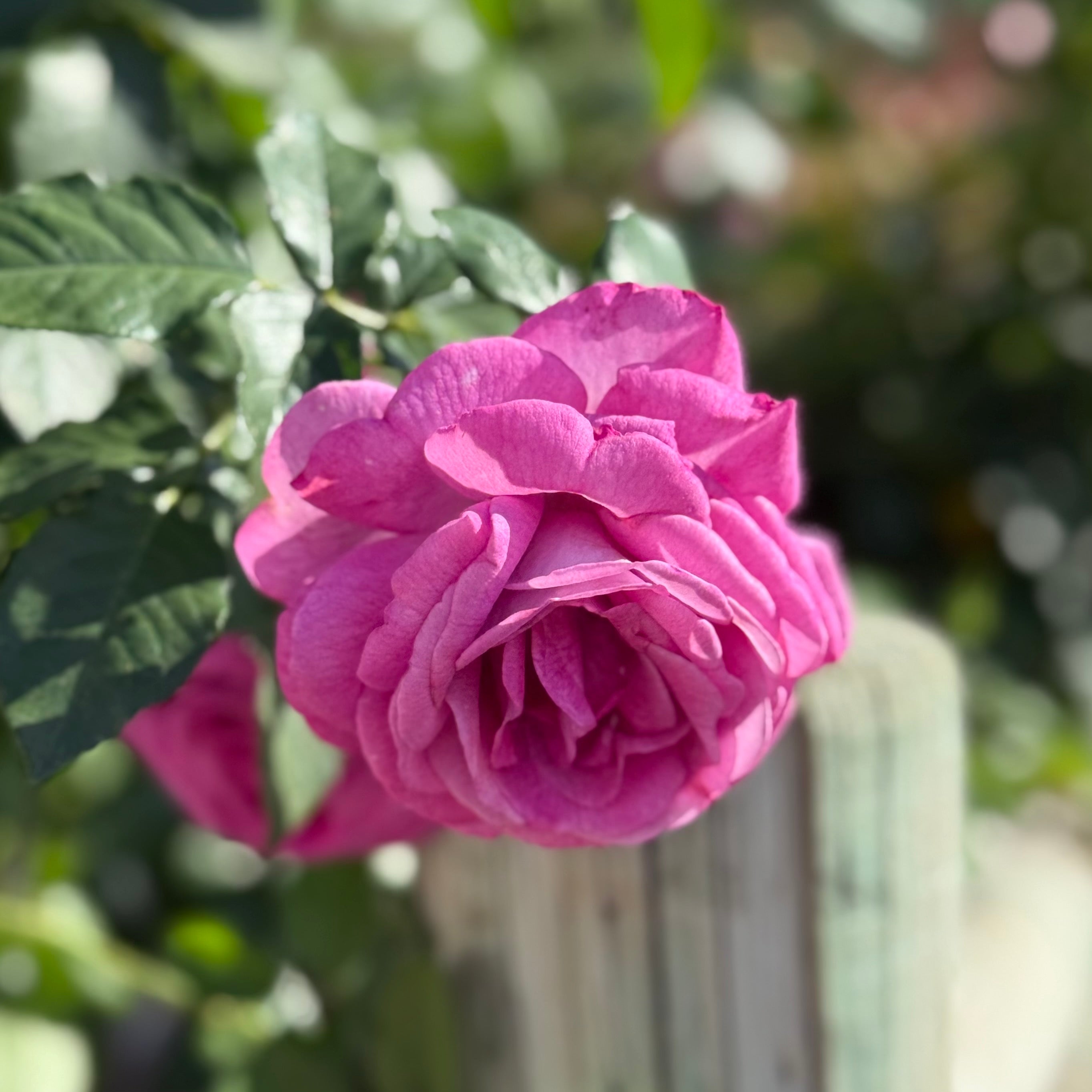 Sweet Madame Blue™ Potted Rose Bush