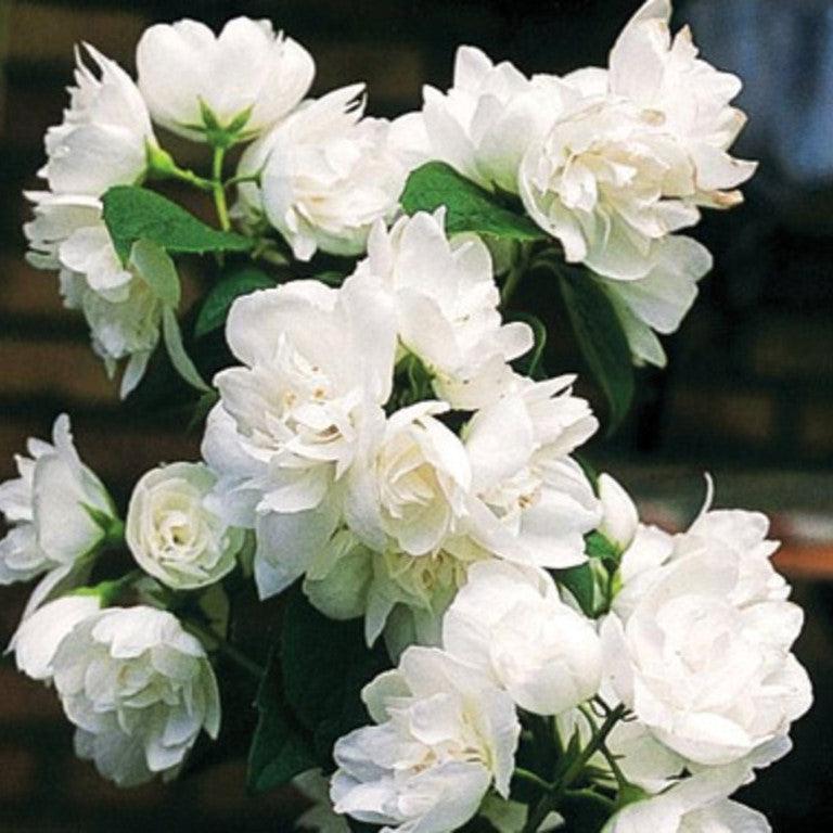 First Editions® Mock Orange 'Snow White Fantasy' Potted Mock Orange Bush