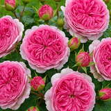 Fashion Forward™ Bare Root Rose Bush