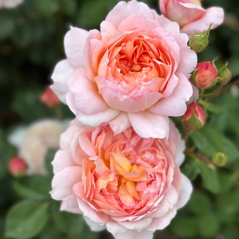 David Austin® Carding Mill® Potted Rose Bush