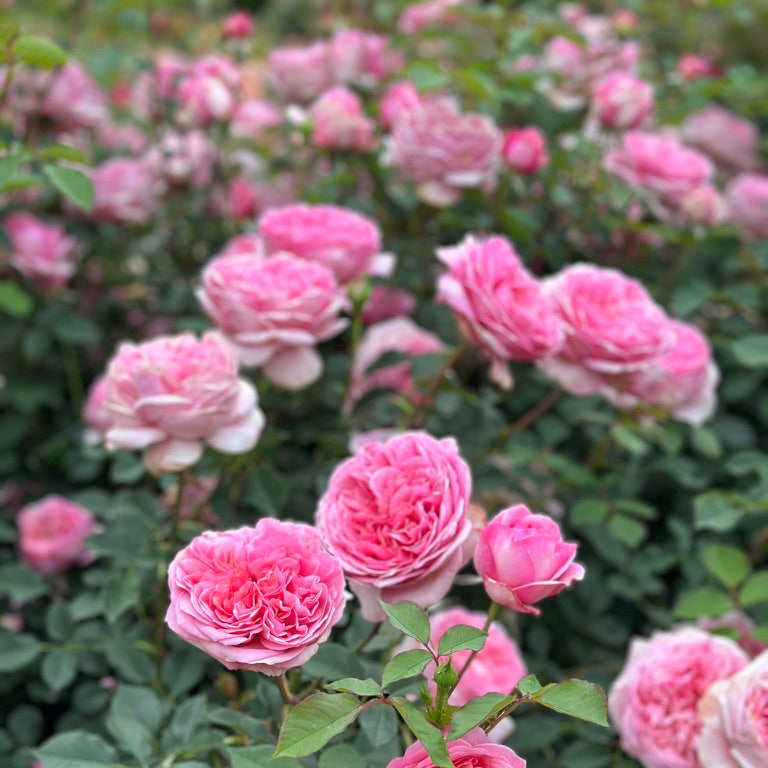 David Austin® Boscobel® Potted Rose Bush