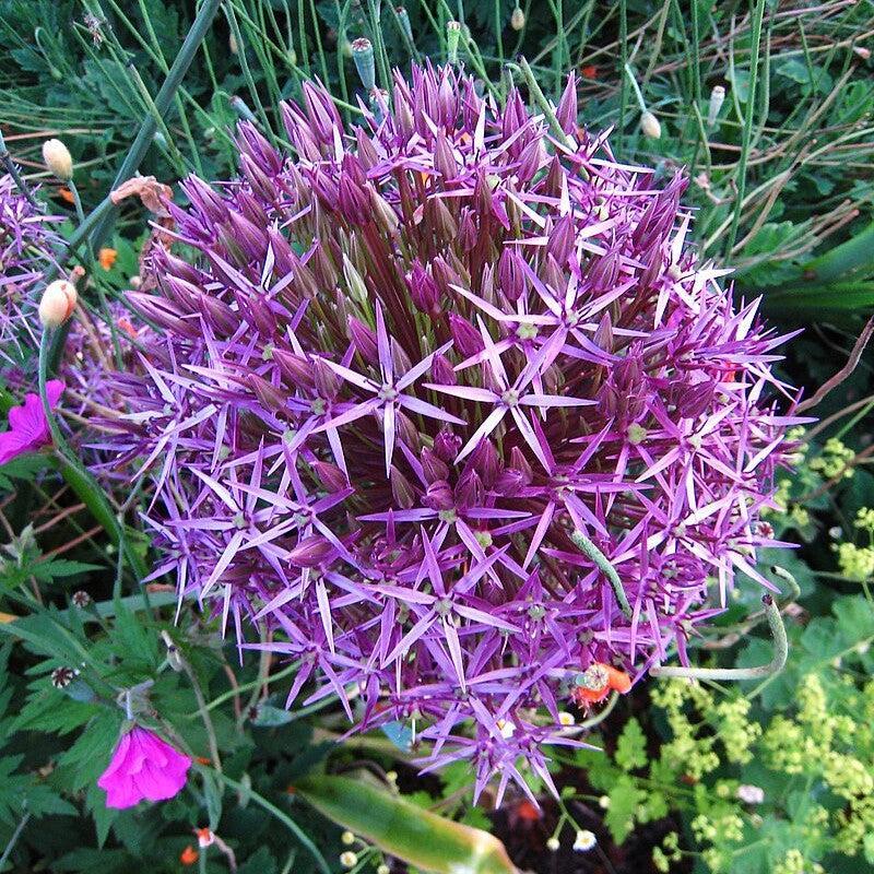 allium potted plant Allium Star of Persia Potted Ornamental Onion Plant