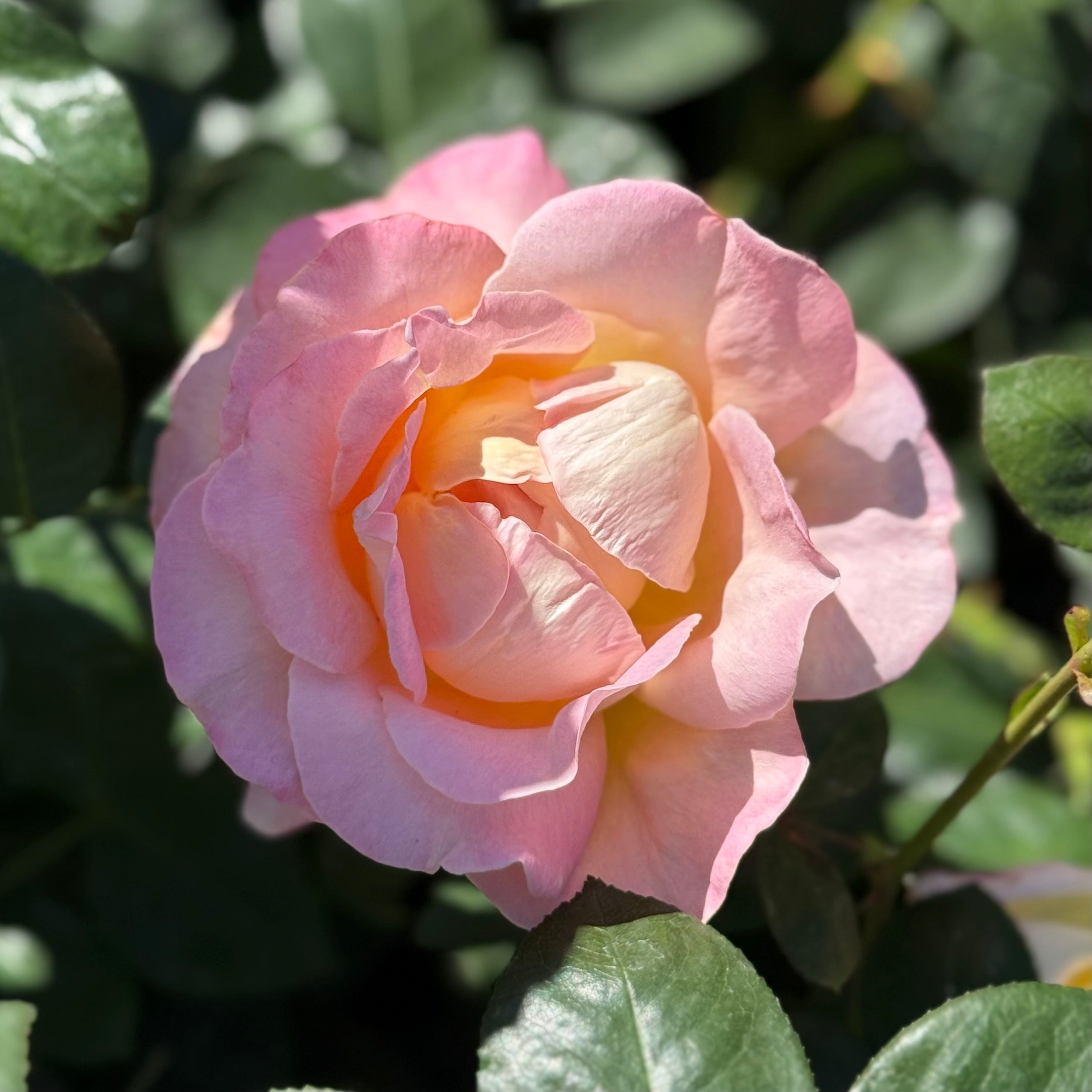 Elle® Potted Tree Rose