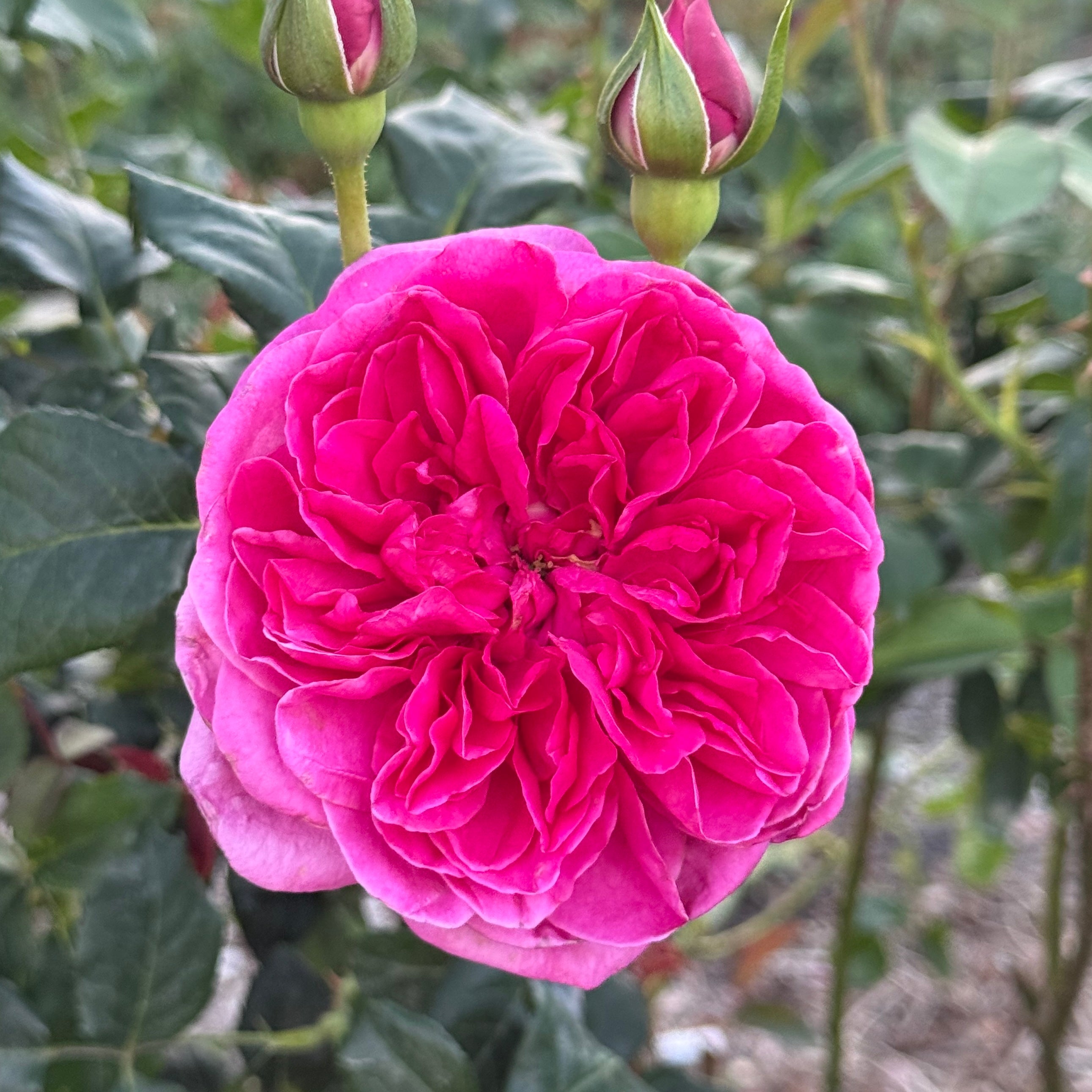 David Austin® Princess Anne® Potted Rose Bush