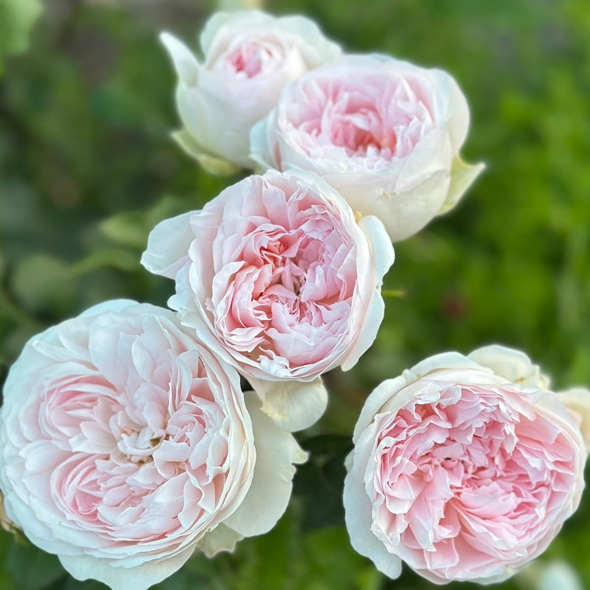 Senlitsu Rose Bush