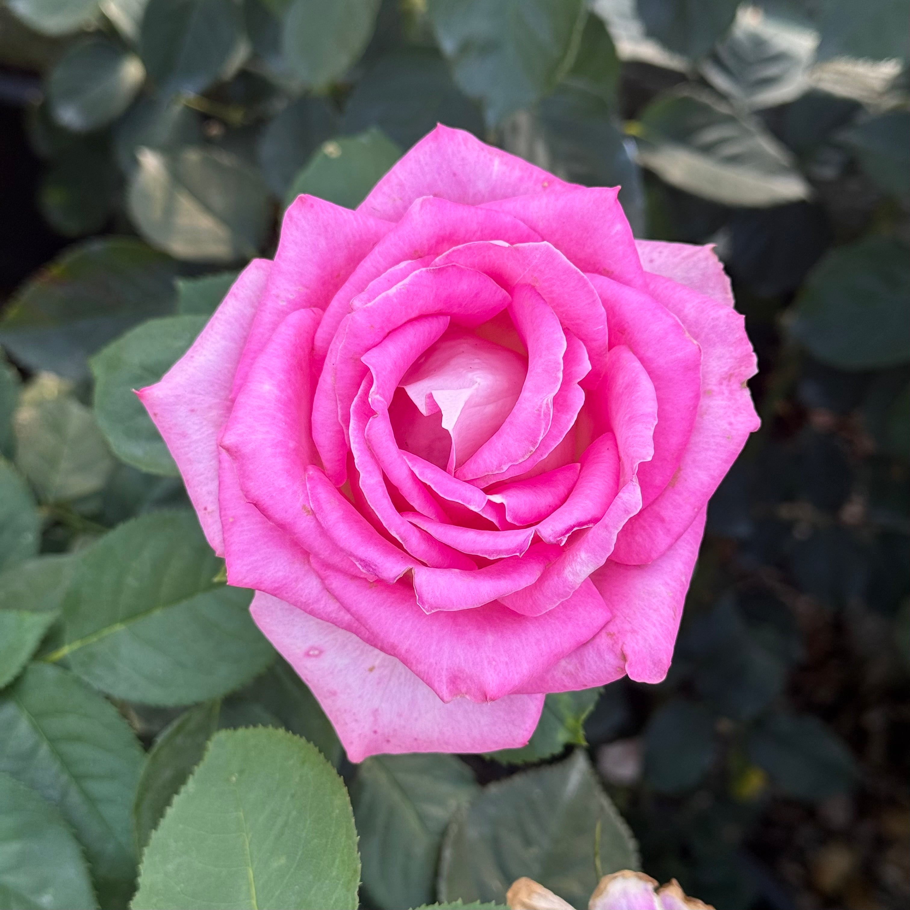 Painted Porcelain™ Potted Tree Rose