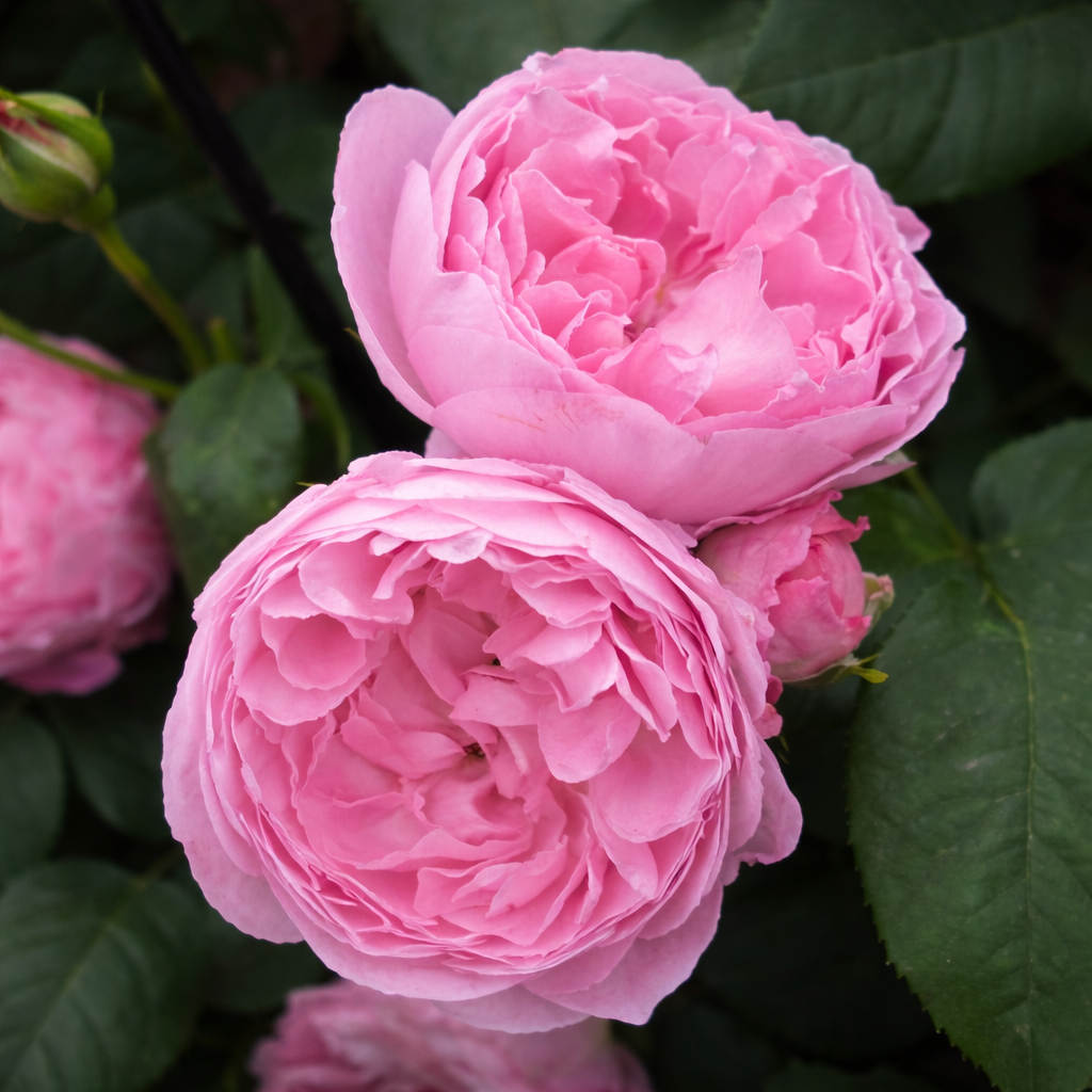 Mary Rose Potted Rose Bush | David Austin Pink Rose | Grace Rose Farm