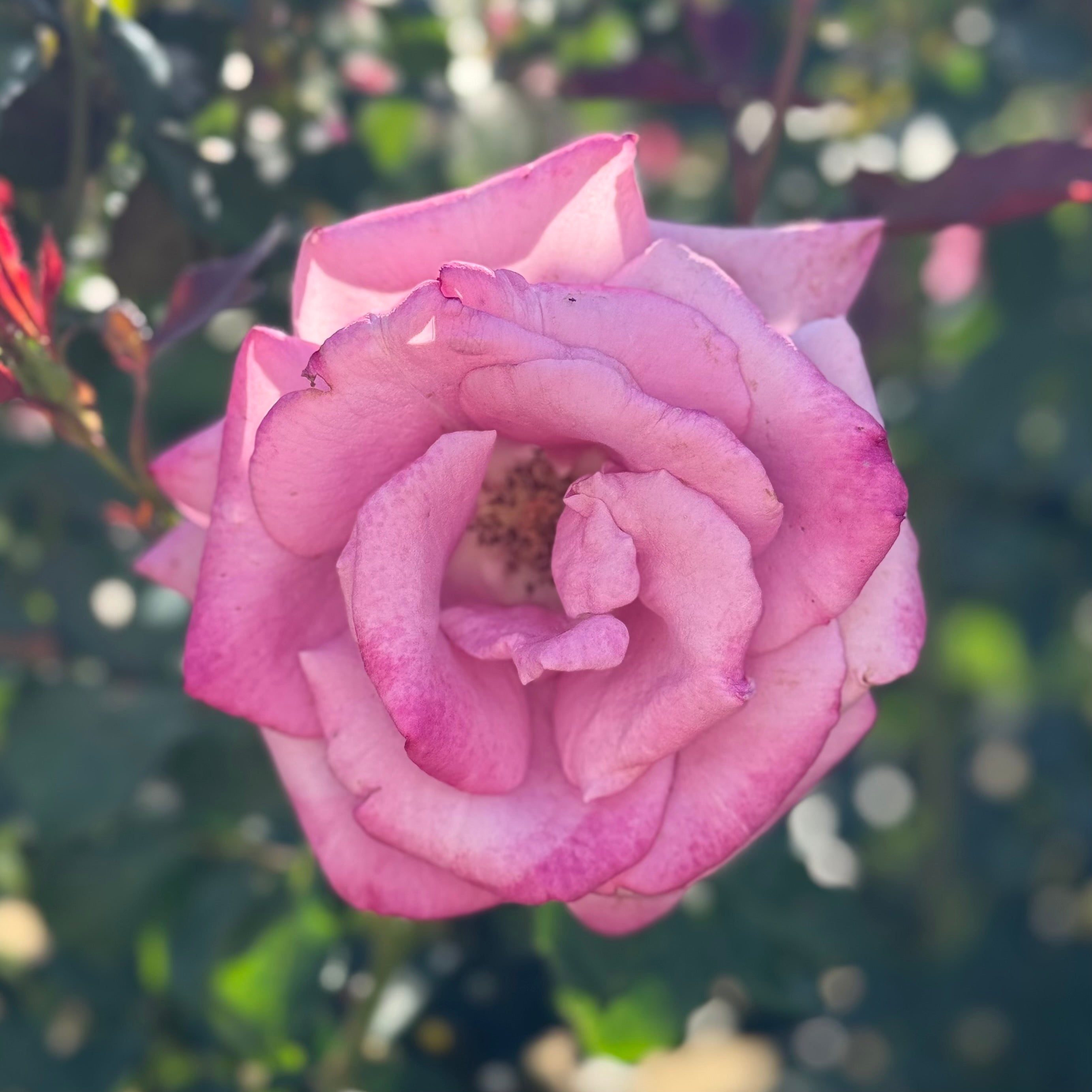 Fragrant Cloud Potted Rose Bush